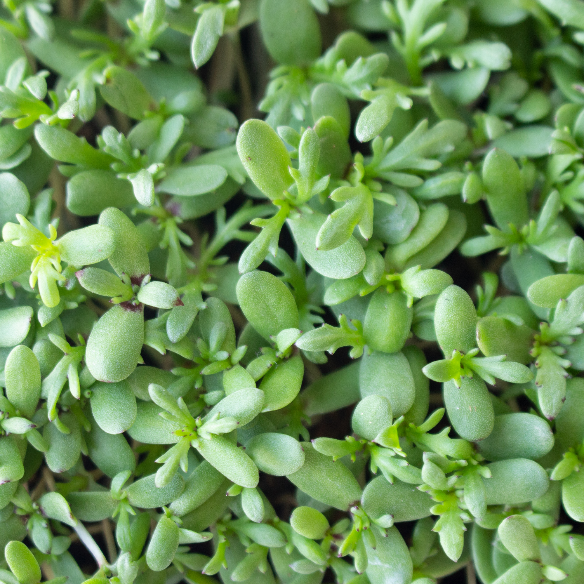 Shungiku - Three Color Daisy See - 1 g Packet ~400 Seeds - Edible Flower - Buy Non-GMO Glebionis carinata Farm & Gardening Seeds