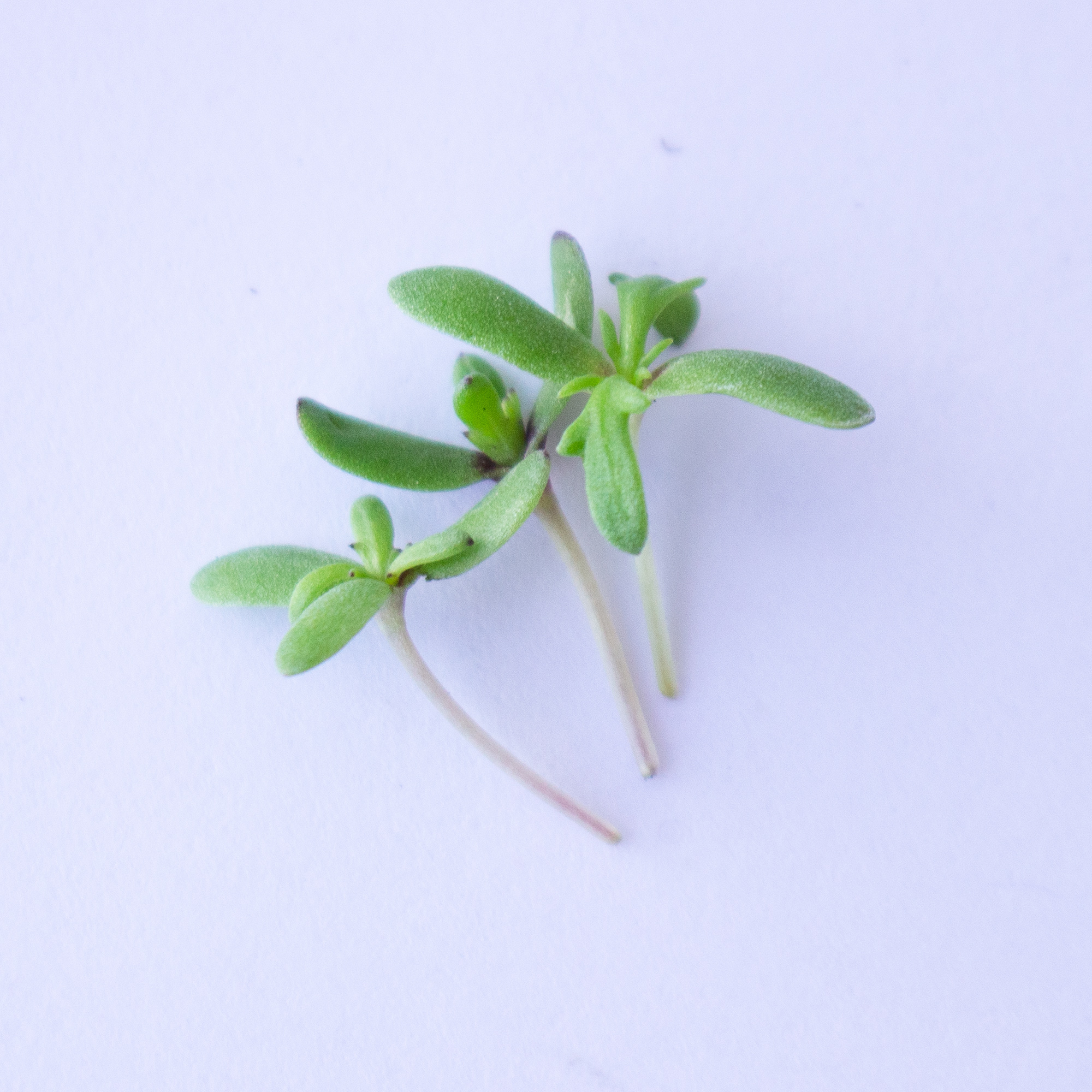 Shungiku - Three Color Daisy Seeds - 4 Oz - Non-GMO Edible Flower & Microgreen - Buy Non-GMO Glebionis carinata Farm & Gardening