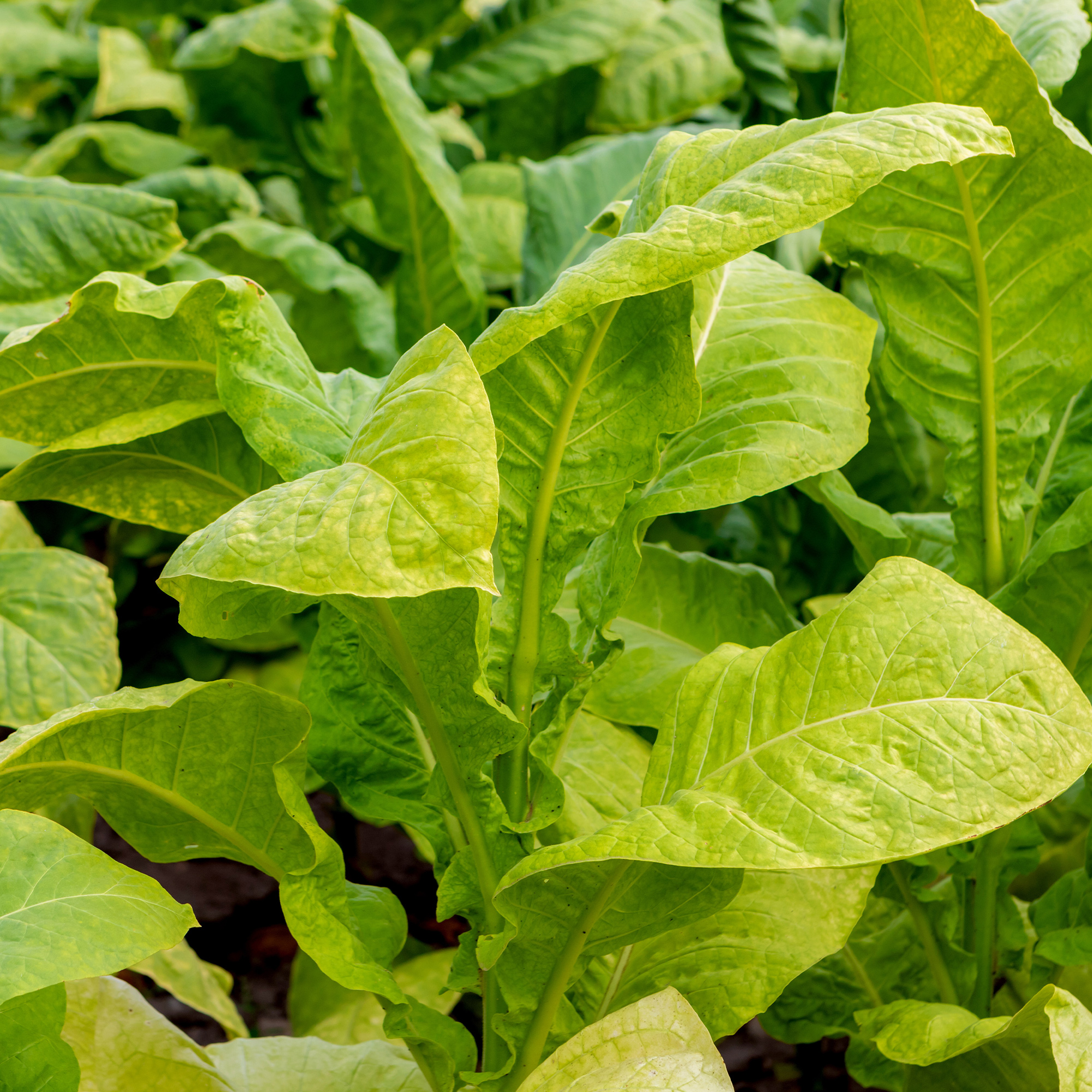 Tobacco Seeds - Corojo 99 - Packet of 100 Seeds - Nicotiana tabacum - Non-GMO, Open Pollinated Heirloom - Tobacco Garden Seeds -