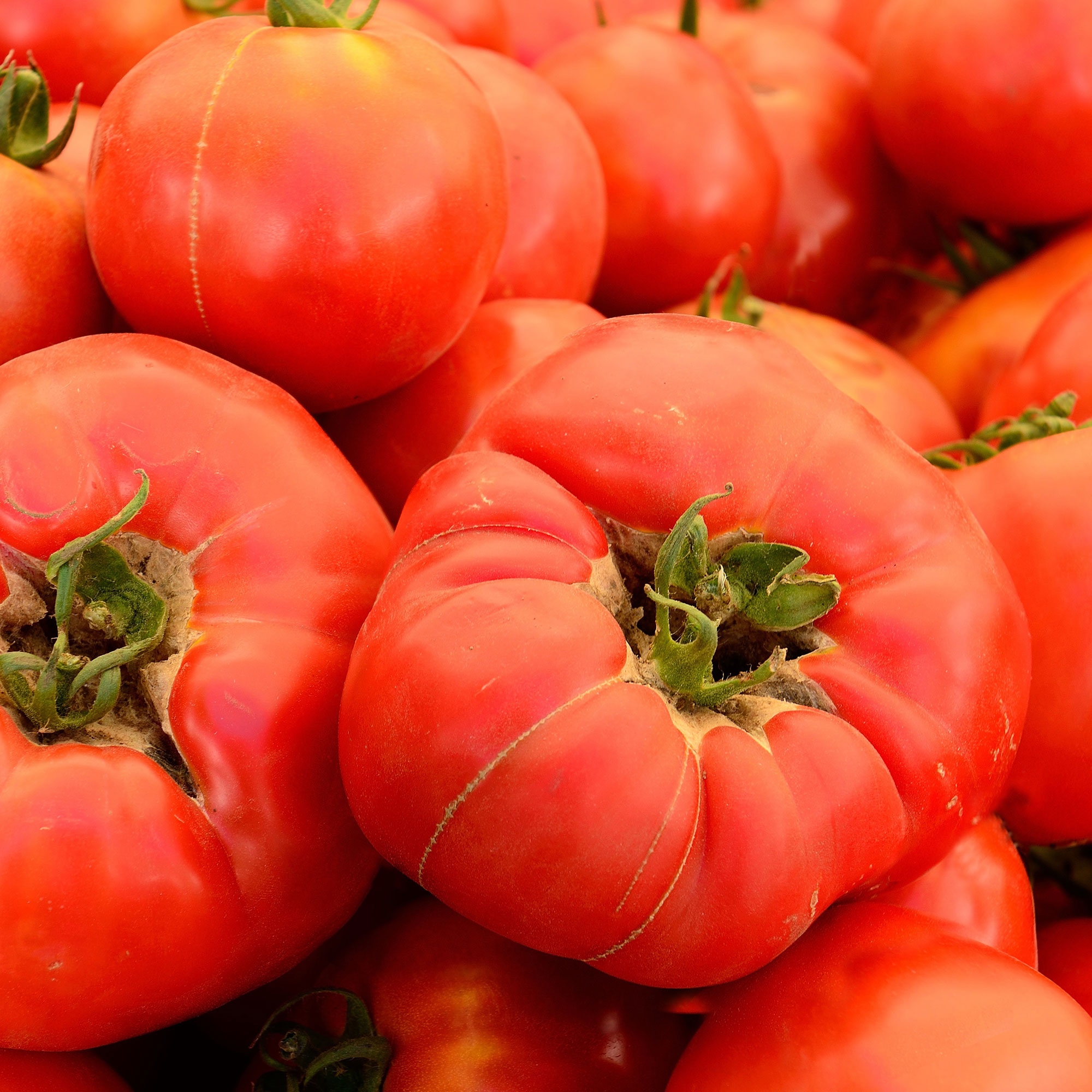 Tomato Seeds - Beefsteak Pink - 1 Lb Bulk ~120K - Garden Vegetable - Buy Non-GMO Solanum lycopersicum Farm & Gardening Seeds Onl