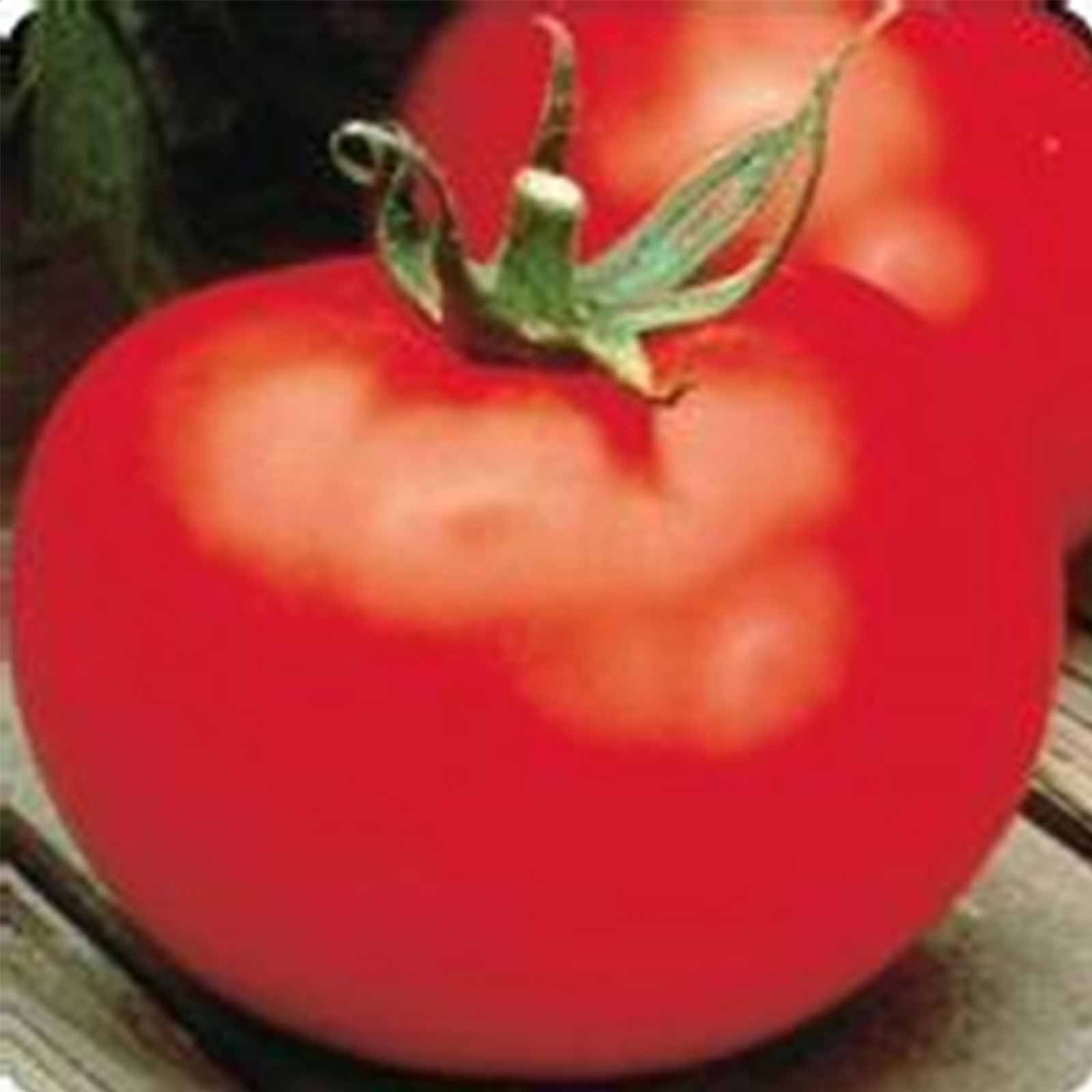 Tomato Seeds - Better Boy Plus Hybrid -1000 Seeds - Non-GMO - Buy Non-GMO Solanum lycopersicum Farm & Gardening Seeds Online
