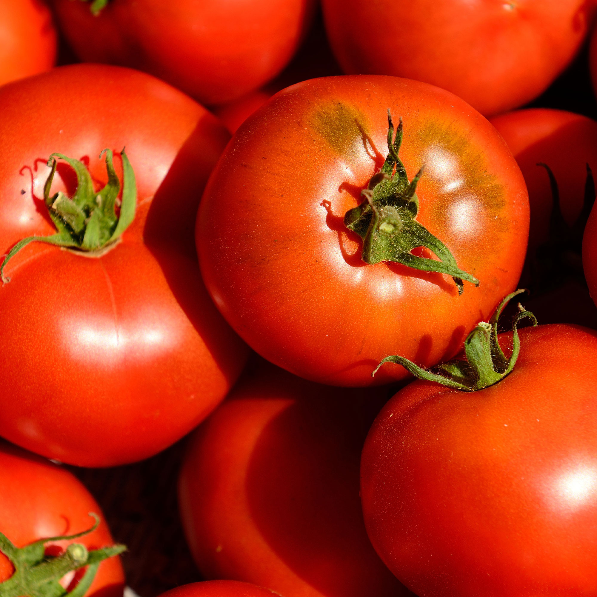 Tomato Seeds - Cal Ace VF - 4 Oz ~30K - Garden Vegetable, Heirloom - Buy Non-GMO Solanum lycopersicum Farm & Gardening Seeds Onl