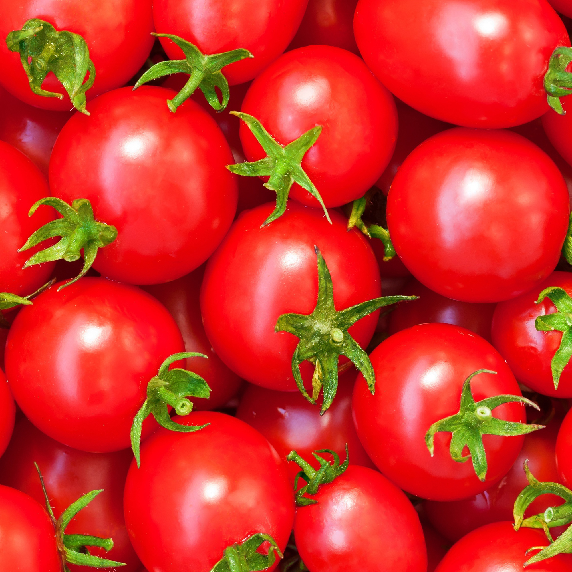 Tomato Seeds - Calypso - 1 Lb Bulk ~120K -Vegetable -Non-GMO, Heirloom - Buy Non-GMO Solanum lycopersicum Farm & Gardening Seeds