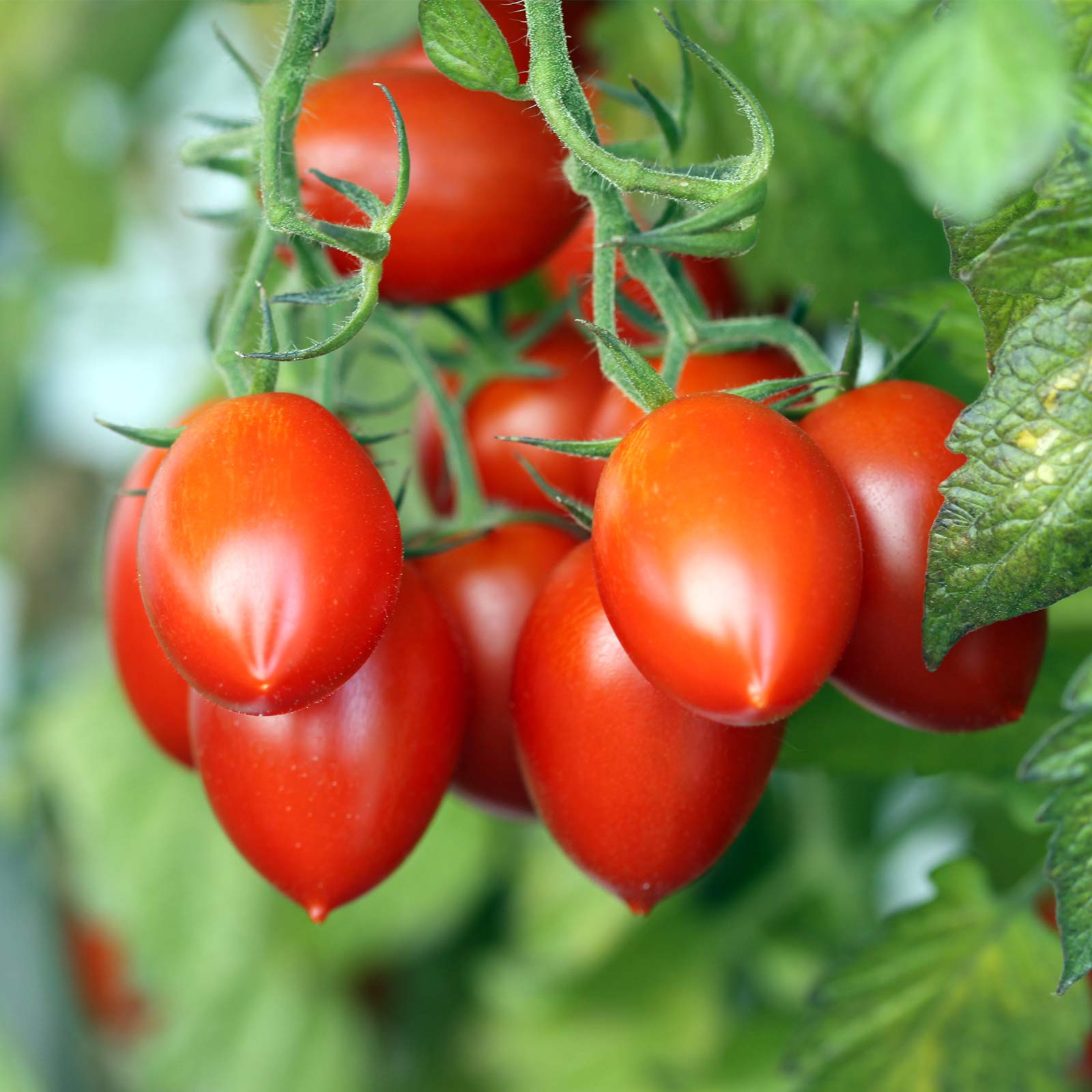 Seeds: Tomato Garden - Grapette Hybrid - 1000 Seed- Non-GMO Vegetable - Buy Non-GMO Solanum lycopersicum Farm & Gardening Seeds 