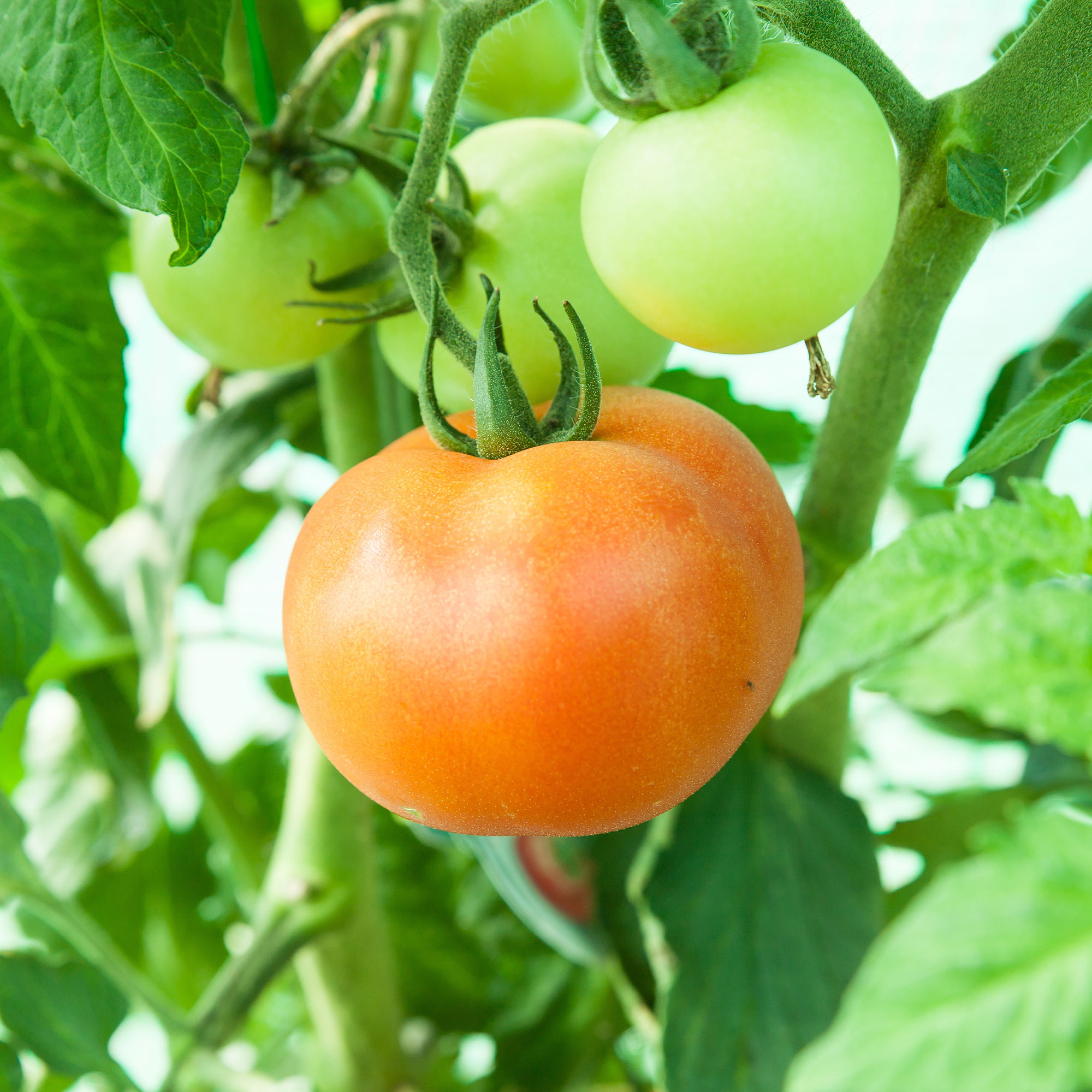 Tomato Seeds - Ponderosa Pink - 1 Lb Bulk ~120K - Garden Vegetable - Buy Non-GMO Solanum lycopersicum Farm & Gardening Seeds Onl