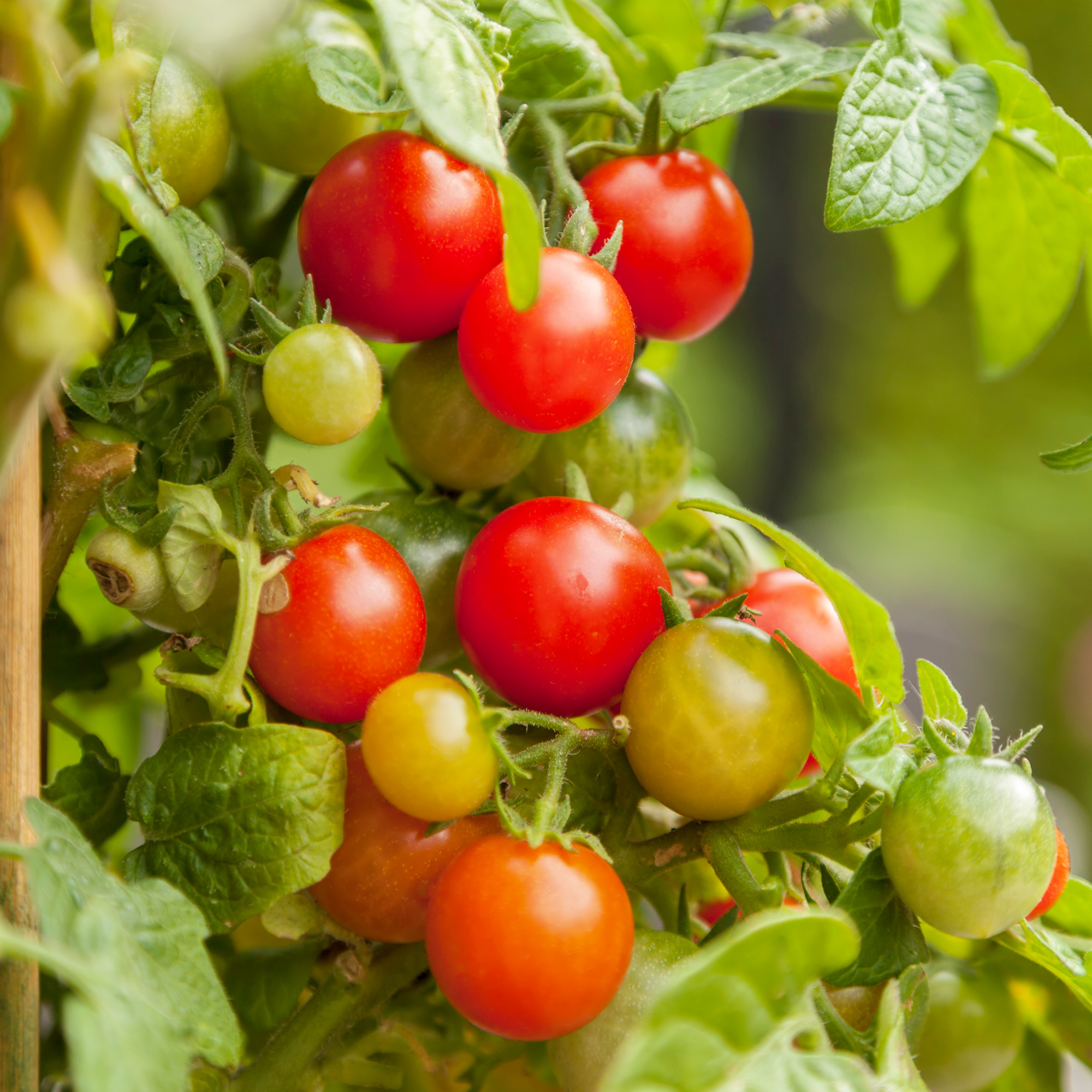 Tomato Seeds - Rainbow Cherry Mix - 1 Lb ~120000 Seeds - Non-GMO Garden - Buy Non-GMO Solanum lycopersicum Farm & Gardening Seed