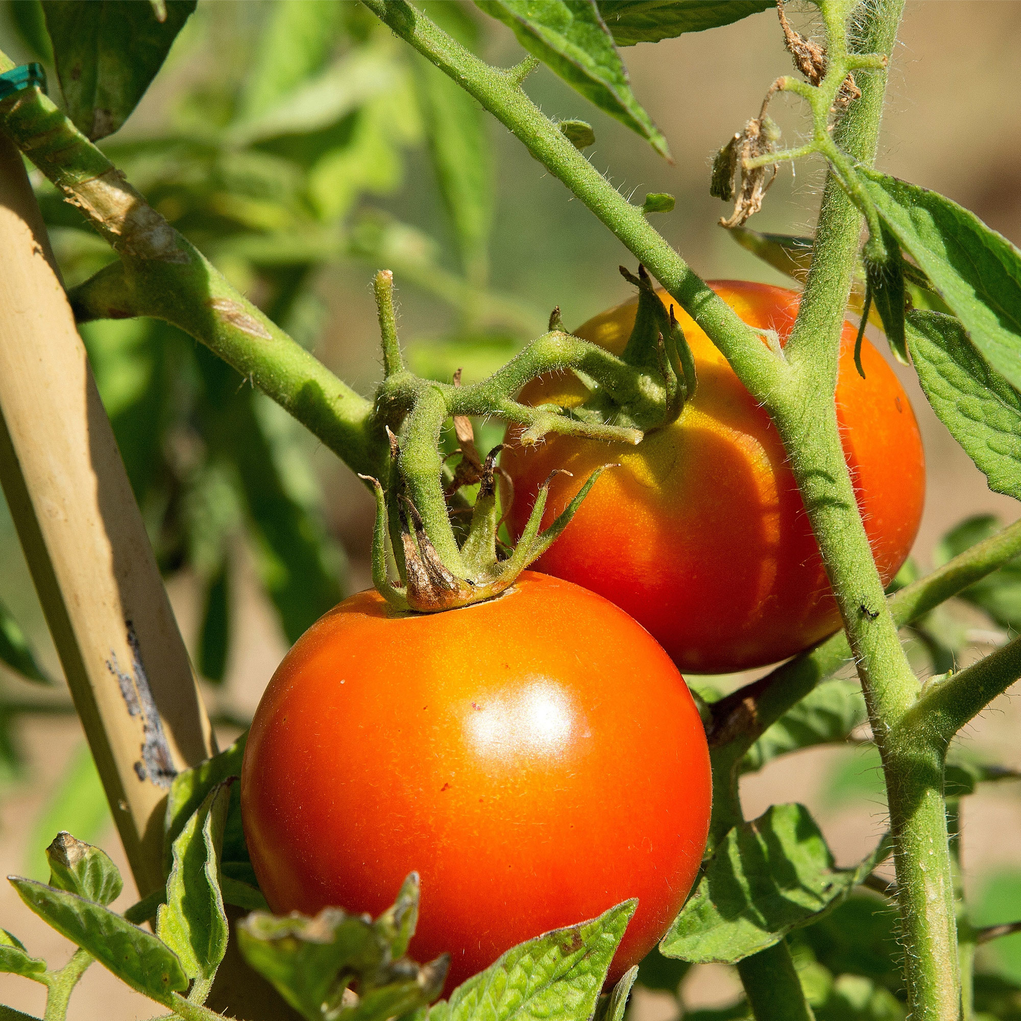 Tomato, Siberian - 300 Mg Packet ~70 Seeds - Vegetable Gardening - Buy Non-GMO Solanum lycopersicum Farm & Gardening Seeds Onlin