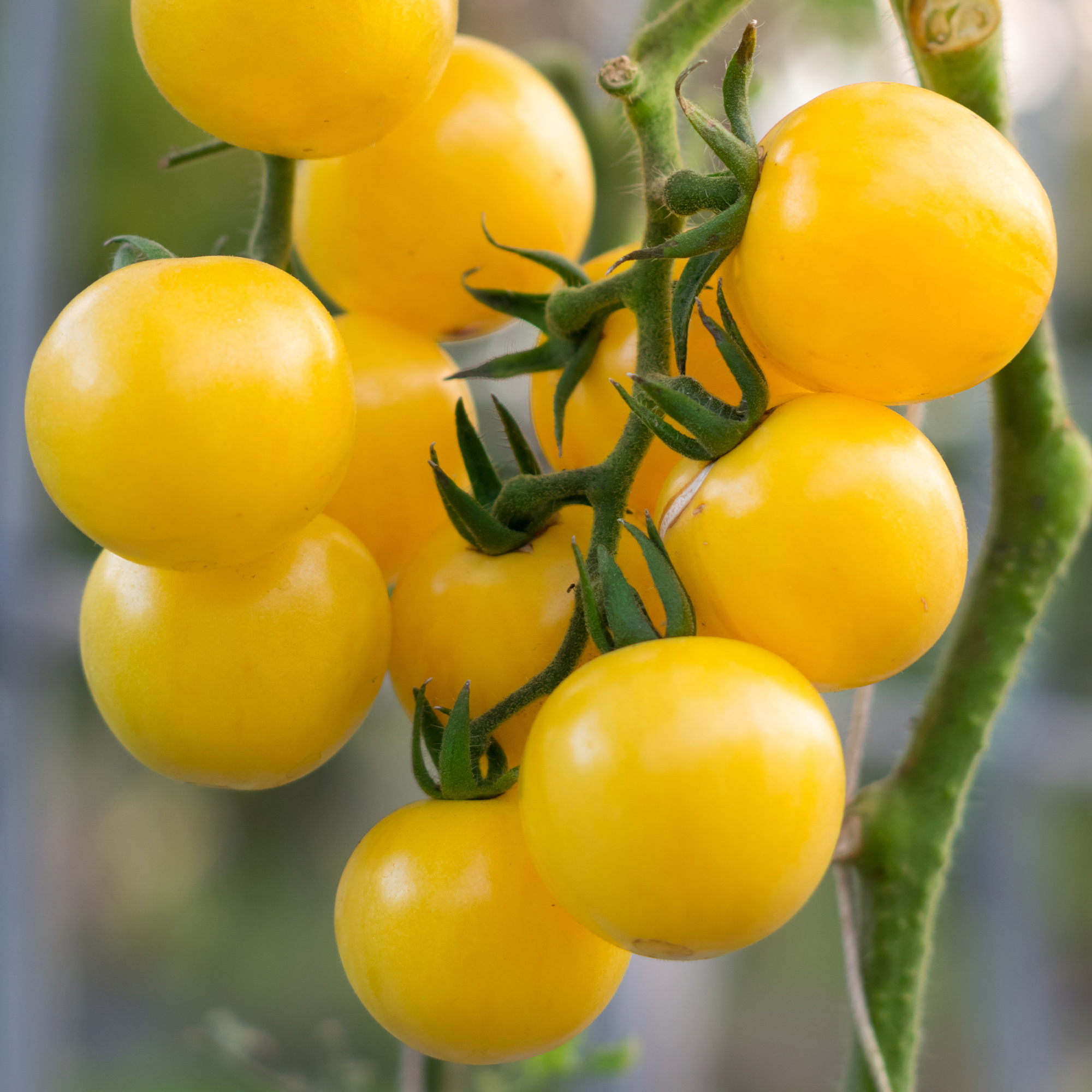 Currant Yellow Tomato - 250 mg Packet ~60 seeds -Non-GMO, Heirloom - Buy Non-GMO Solanum lycopersicum Farm & Gardening Seeds Onl