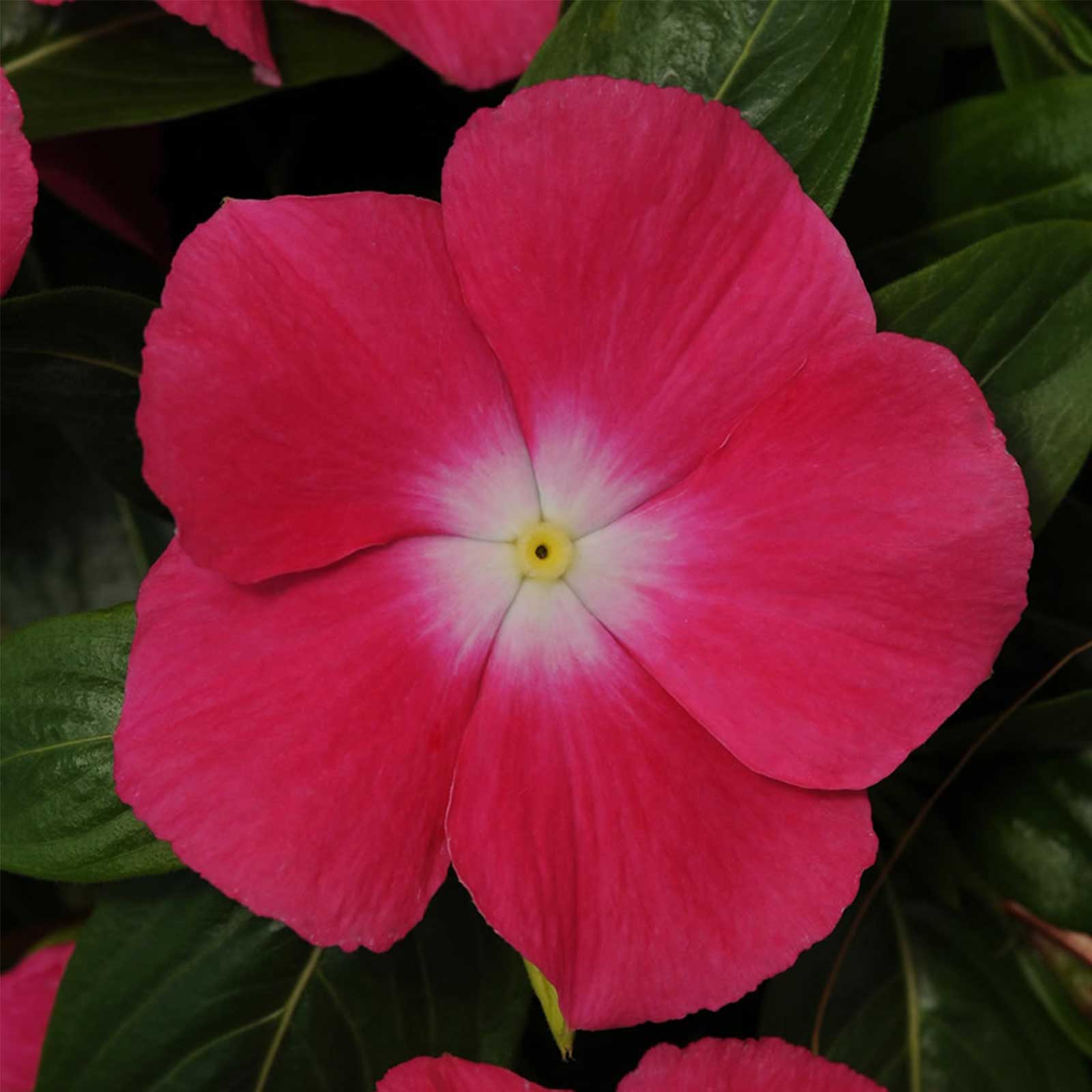Seeds: Vinca Flower Garden - Mediterranean XP - Rose Halo - 100 Seeds - Buy Non-GMO Catharanthus roseus Farm & Gardening Seeds O