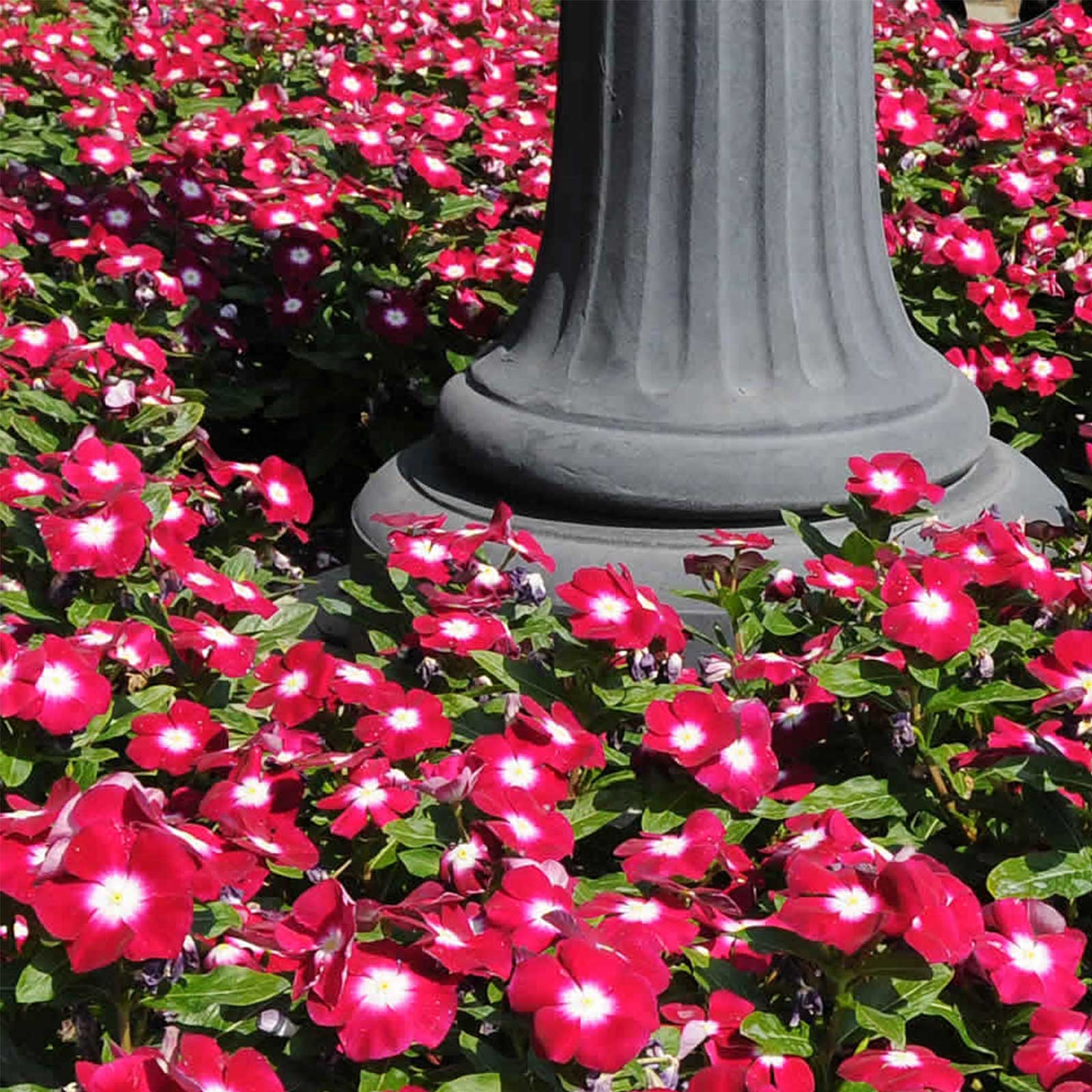 Seeds: Vinca Flower Garden - Pacifica XP - Burgundy Halo - 1000 Seeds - Buy Non-GMO Catharanthus roseus Farm & Gardening Seeds O
