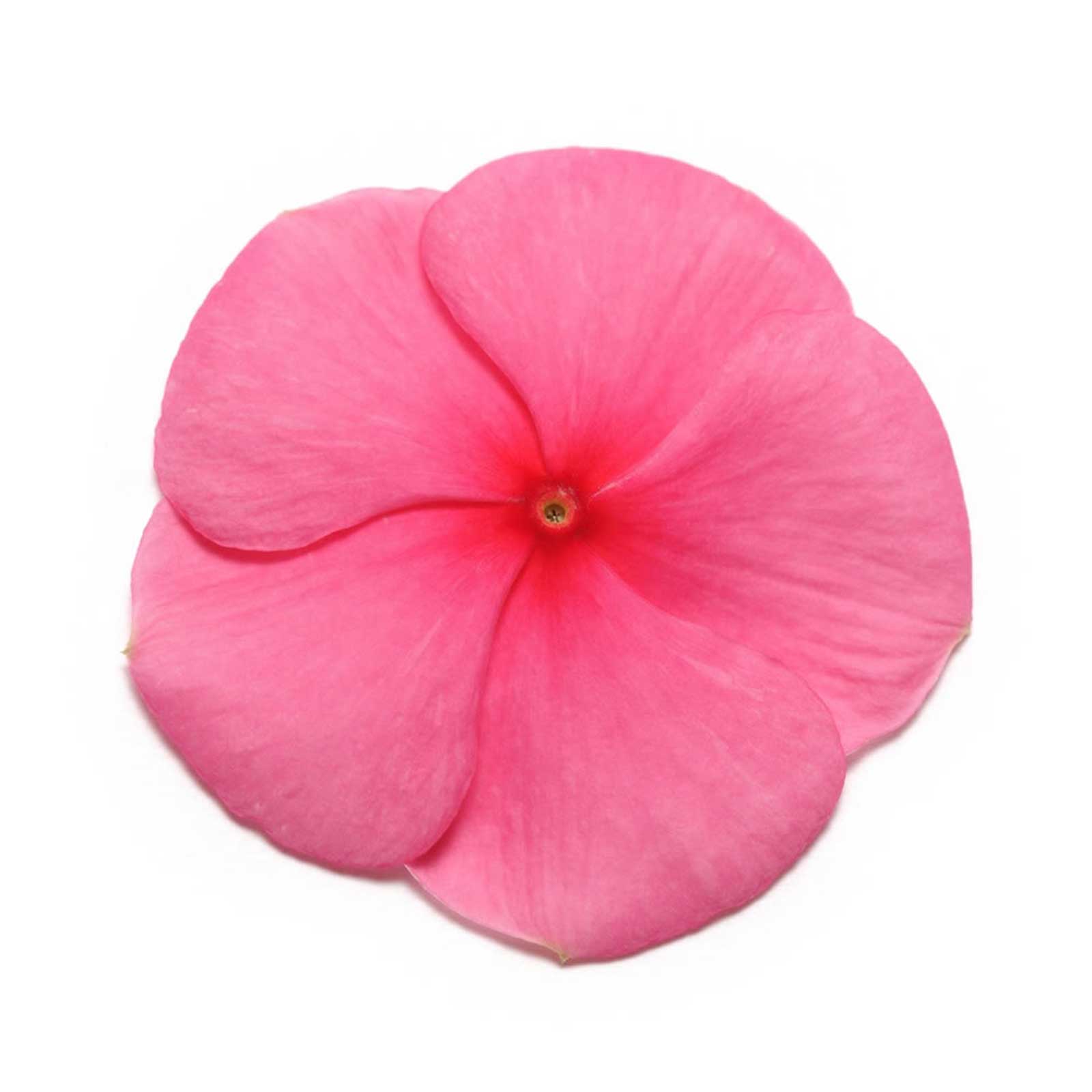 Seeds: Vinca Flower Garden - Pacifica XP - Punch - 1000 Seeds - Annual - Buy Non-GMO Catharanthus roseus Farm & Gardening Seeds 
