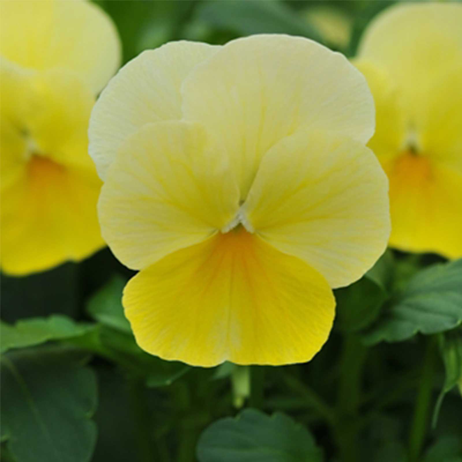 Seeds: Viola Flower Garden -Sorbet F1 -Lemon Chiffon -100 Seed-Annual - Buy Non-GMO Viola hybrida Farm & Gardening Seeds Online