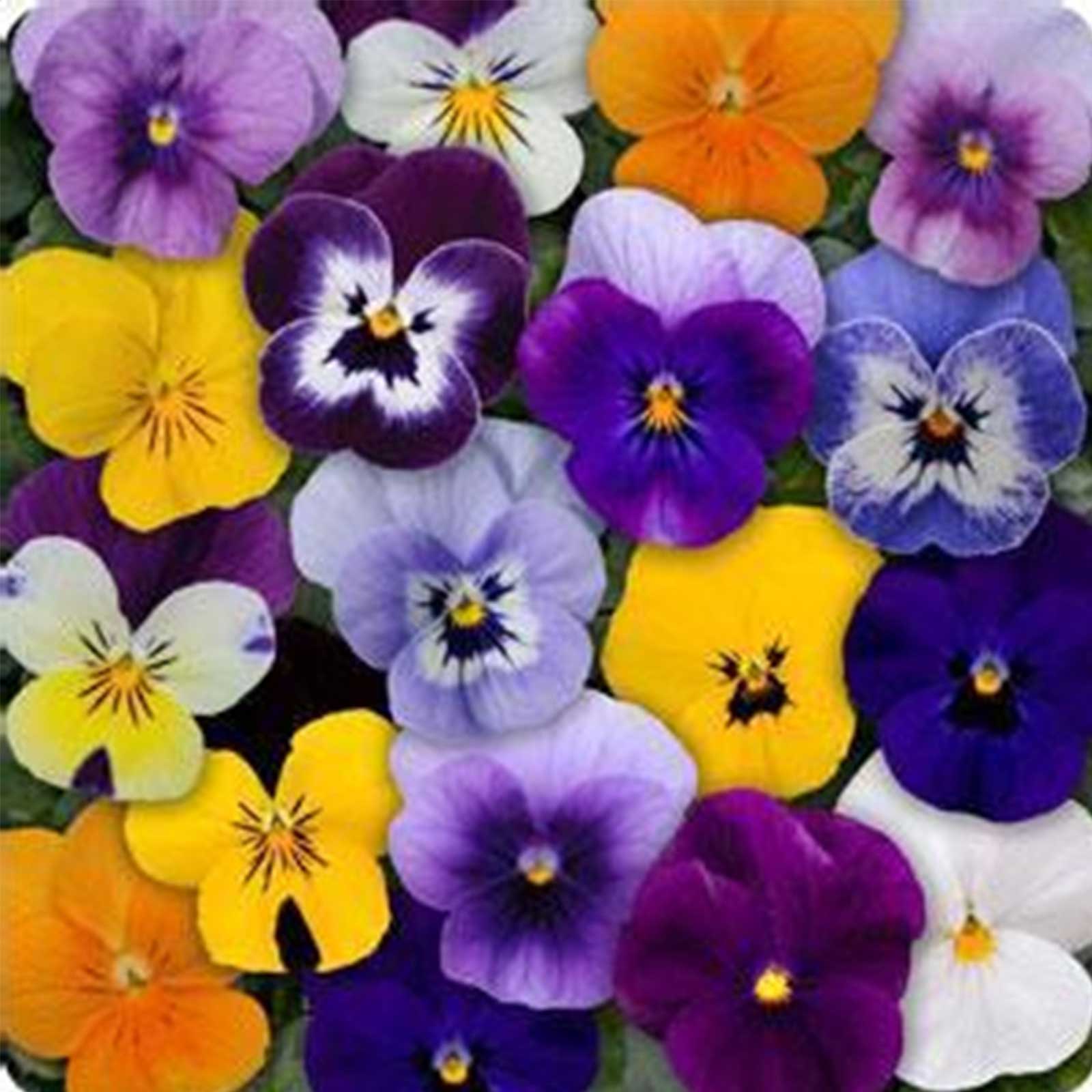 Seeds: Viola Flower Garden - Sorbet F1 - Mix - 100 Seeds - Annual - Buy Non-GMO Viola hybrida Farm & Gardening Seeds Online