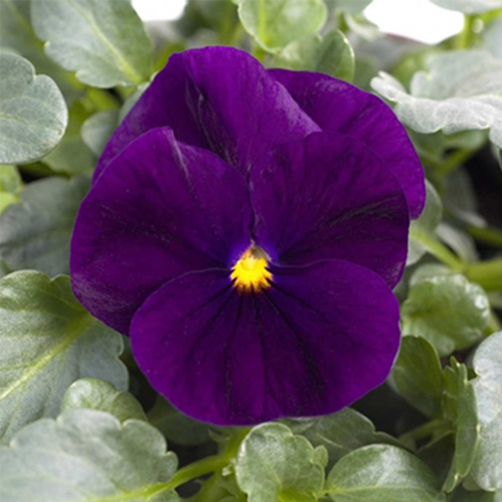 Seeds: Viola Flower Garden - Sorbet F1 - Purple - 100 Seeds - Annual - Buy Non-GMO Viola hybrida Farm & Gardening Seeds Online