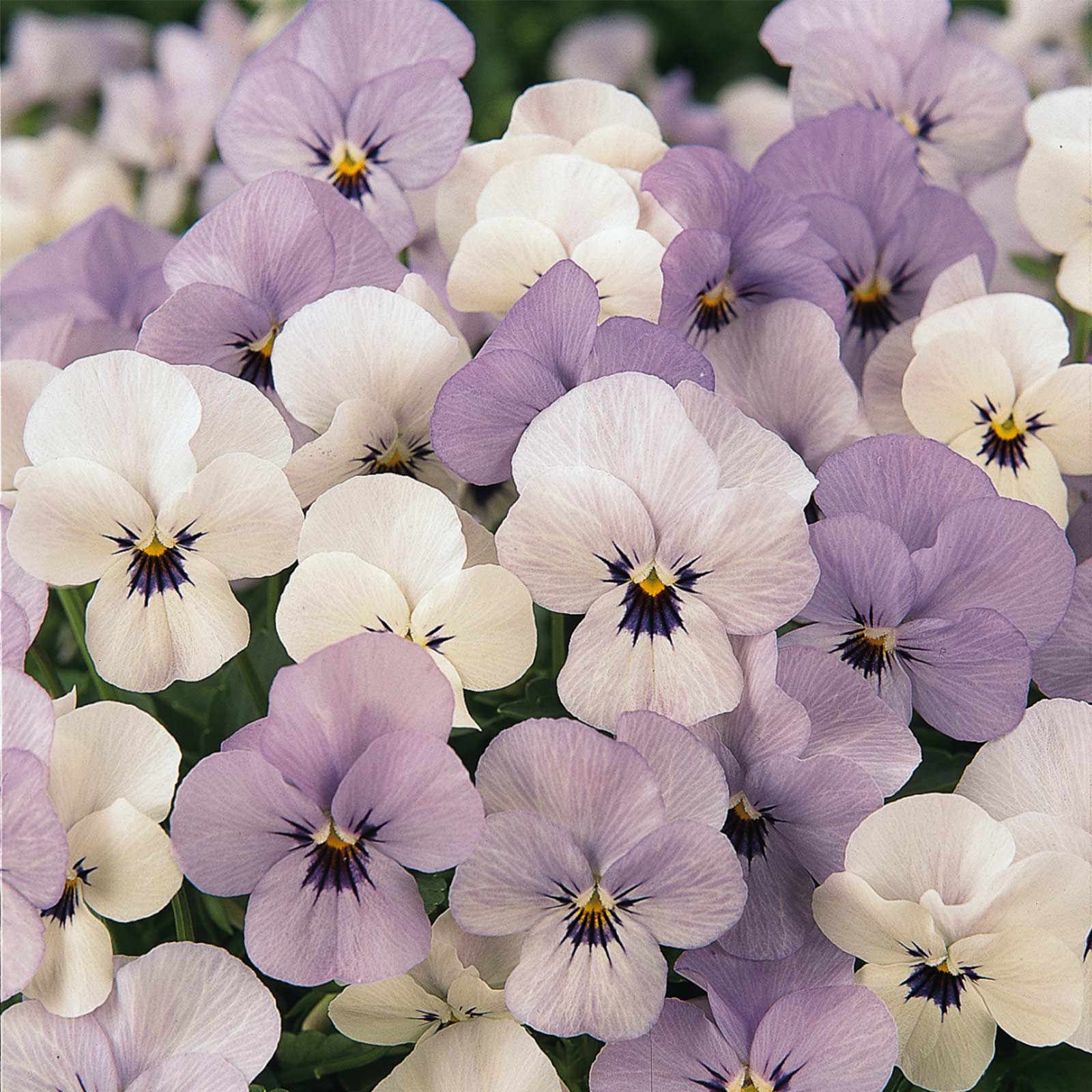 Viola Flower Seeds - Sorbet F1- Yesterday Today Tomorrow - 100 Seeds - Buy Non-GMO Viola hybrida Farm & Gardening Seeds Online