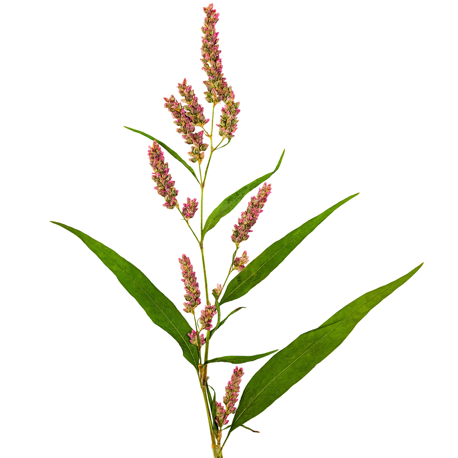 Water Pepper - 500 Mg Packet ~225 Seeds - Non-GMO Culinary Herb Garden - Buy Non-GMO Persicaria hydropiper (syn. Polygonum hydro