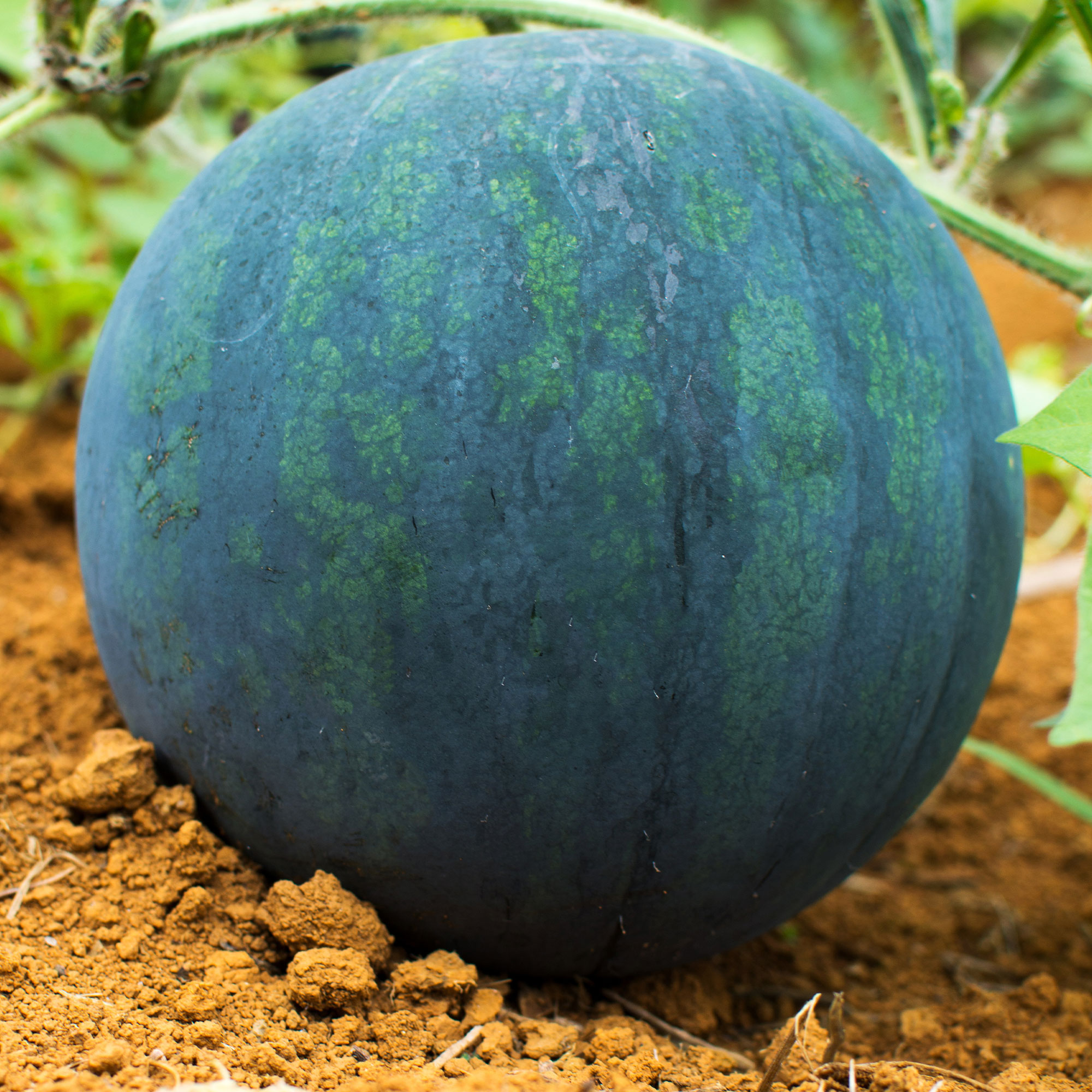 Watermelon Seeds - Black Diamond - 5 Lb Bulk ~32,000- Garden Vegetable - Buy Non-GMO Citrullus lanatus Farm & Gardening Seeds On
