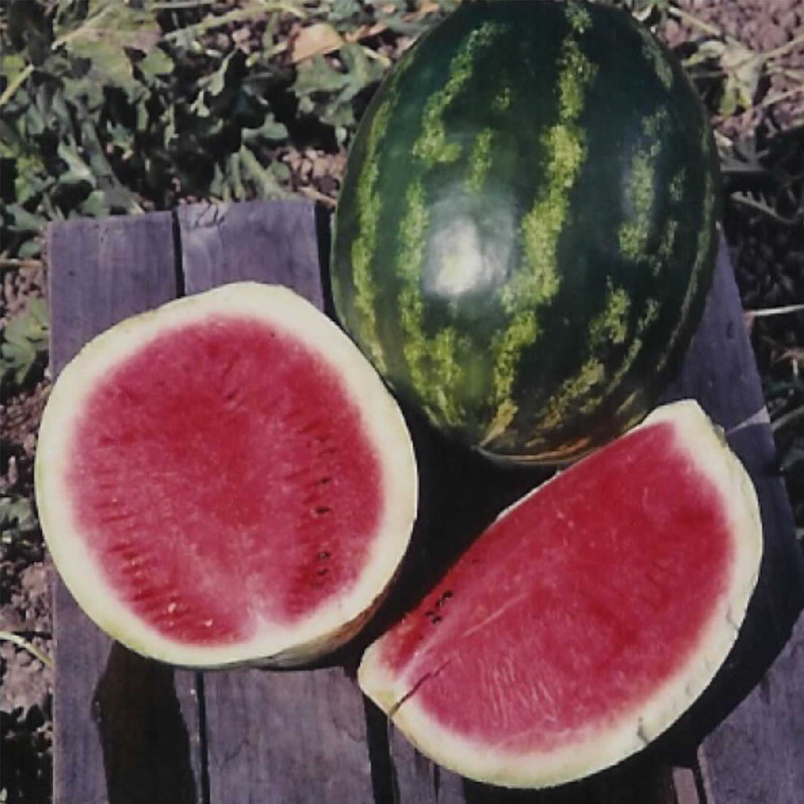 Watermelon - Cal Sweet - 3 g Packet ~40 Seeds- Non-GMO Gardening Fruit - Buy Non-GMO Citrullus lanatus Farm & Gardening Seeds On