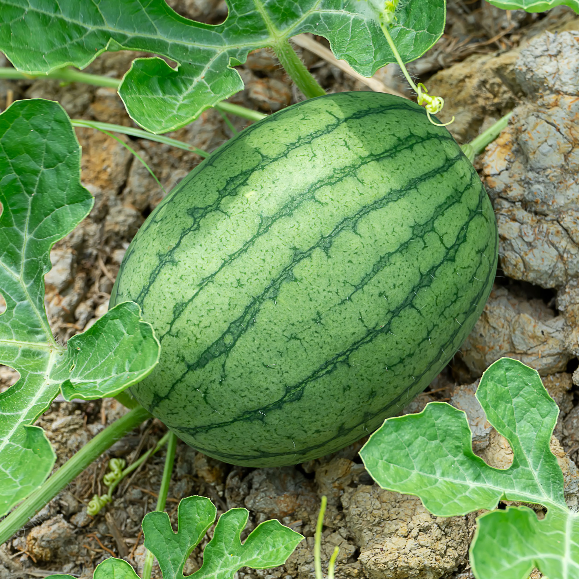 Watermelon Seeds - Garrisonian - 1 Lb ~6,400- Garden, Heirloom - Buy Non-GMO Citrullus lanatus Farm & Gardening Seeds Online