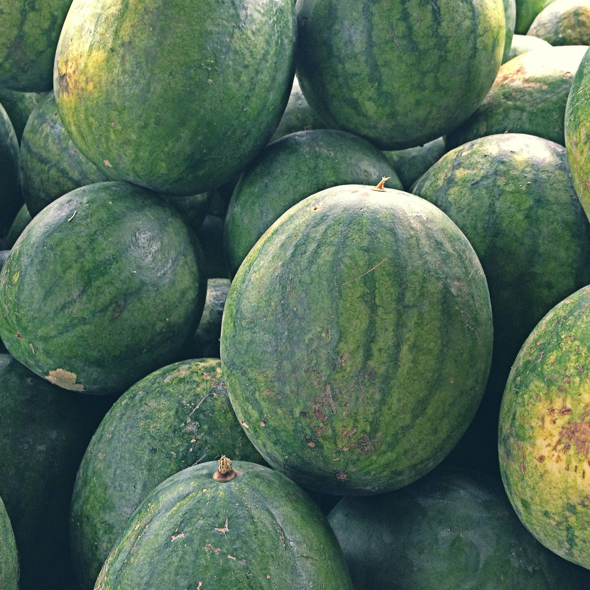 Watermelon Seeds -Peacock WR-60 -1 Lb ~6,400-Garden, Non-GMO, Heirloom