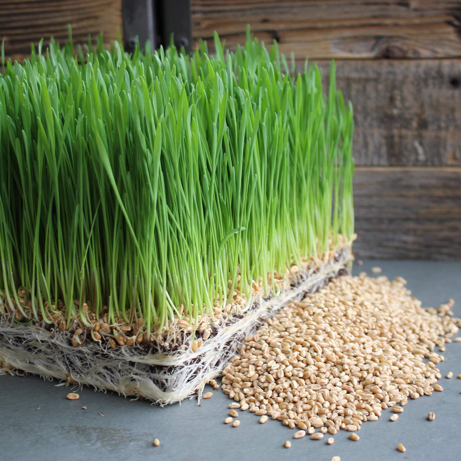 Organic Wheatgrass Seed for Wheat Grass- 10 Pre-Measured Bags 10 Lb - Buy Non-GMO Triticum aestivum Farm & Gardening Seeds Onlin