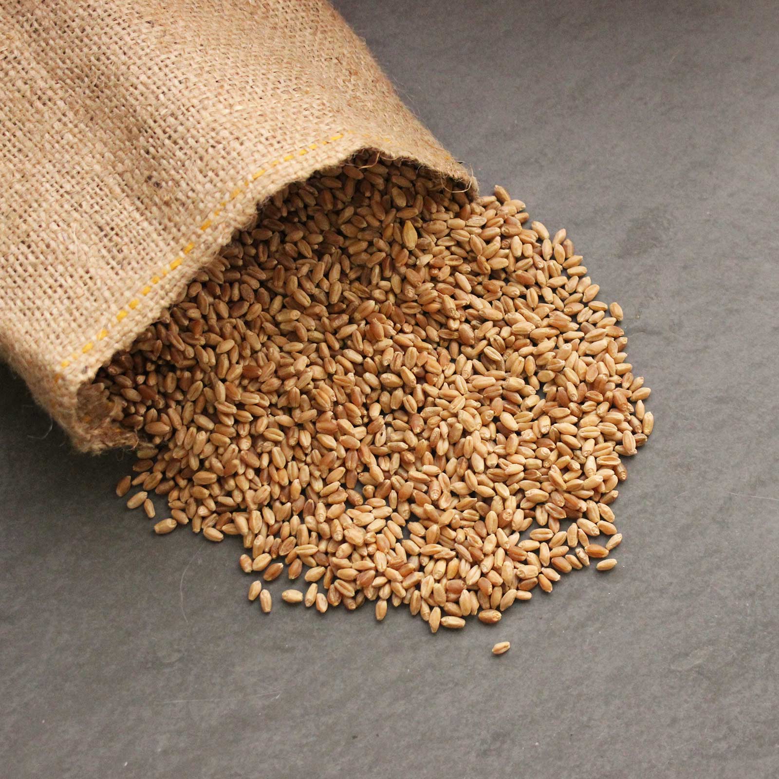 Hard Red Winter Wheat - 25 g Packet ~400 Seeds- Organic Wheat / Cat Grass - Buy Non-GMO Triticum aestivum Farm & Gardening Seeds