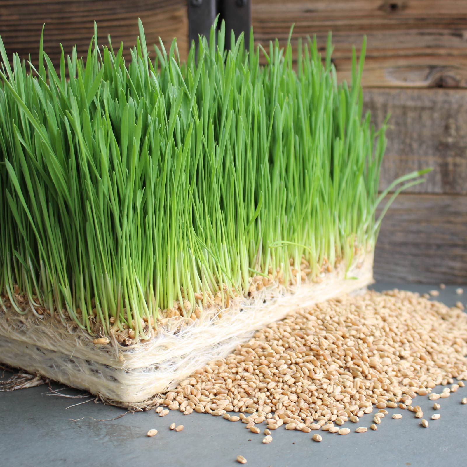 Organic Wheatgrass Seed for Wheat Grass- 5 Pre-Measured Bags- 5 Lb - Buy Non-GMO Triticum aestivum Farm & Gardening Seeds Online