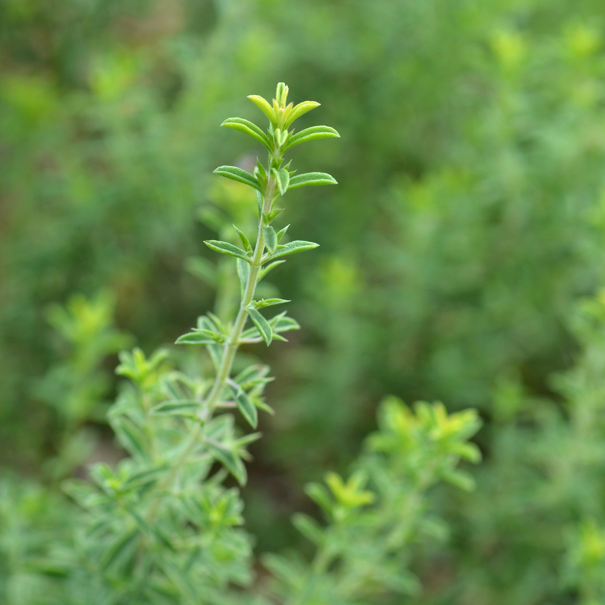 Savory Seeds - Winter - 1 Lb ~800,000 -Culinary Herb Gardening - Buy Non-GMO Satureja montana Farm & Gardening Seeds Online