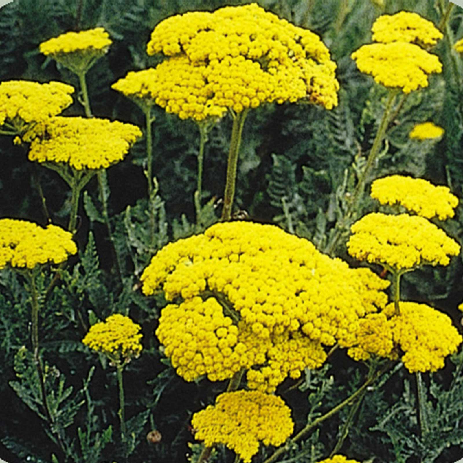 Golden Yarrow Wildflower - 250 Mg Packet ~1500 Seeds- Perennial Herb - Buy Non-GMO Achillea filipendulina Farm & Gardening Seeds