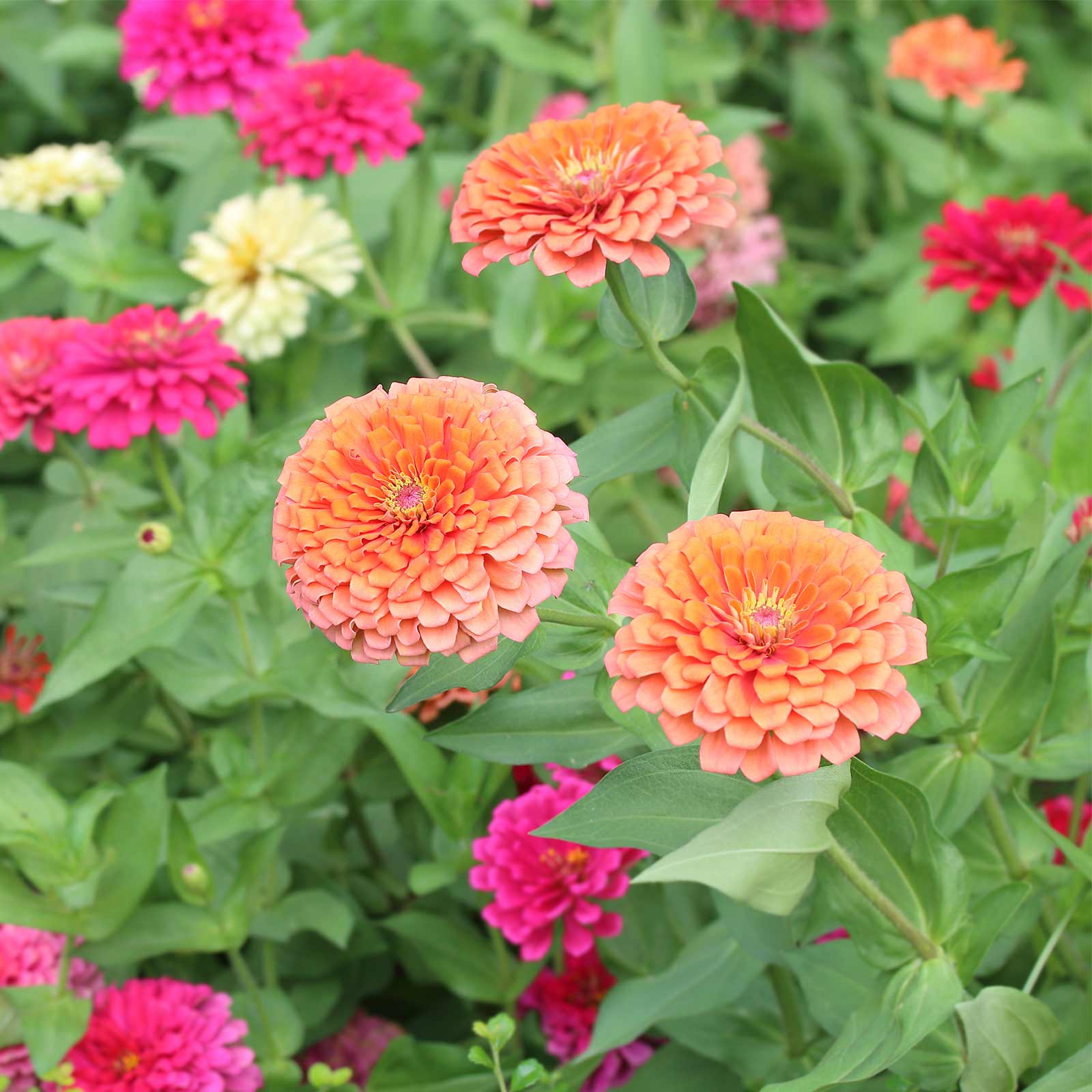 Zinnia - Dreamland Mixture - Mixed Colors - Packet of 10 Seeds- Flower Garden - Buy Non-GMO Zinnia elegans Farm & Gardening Seed