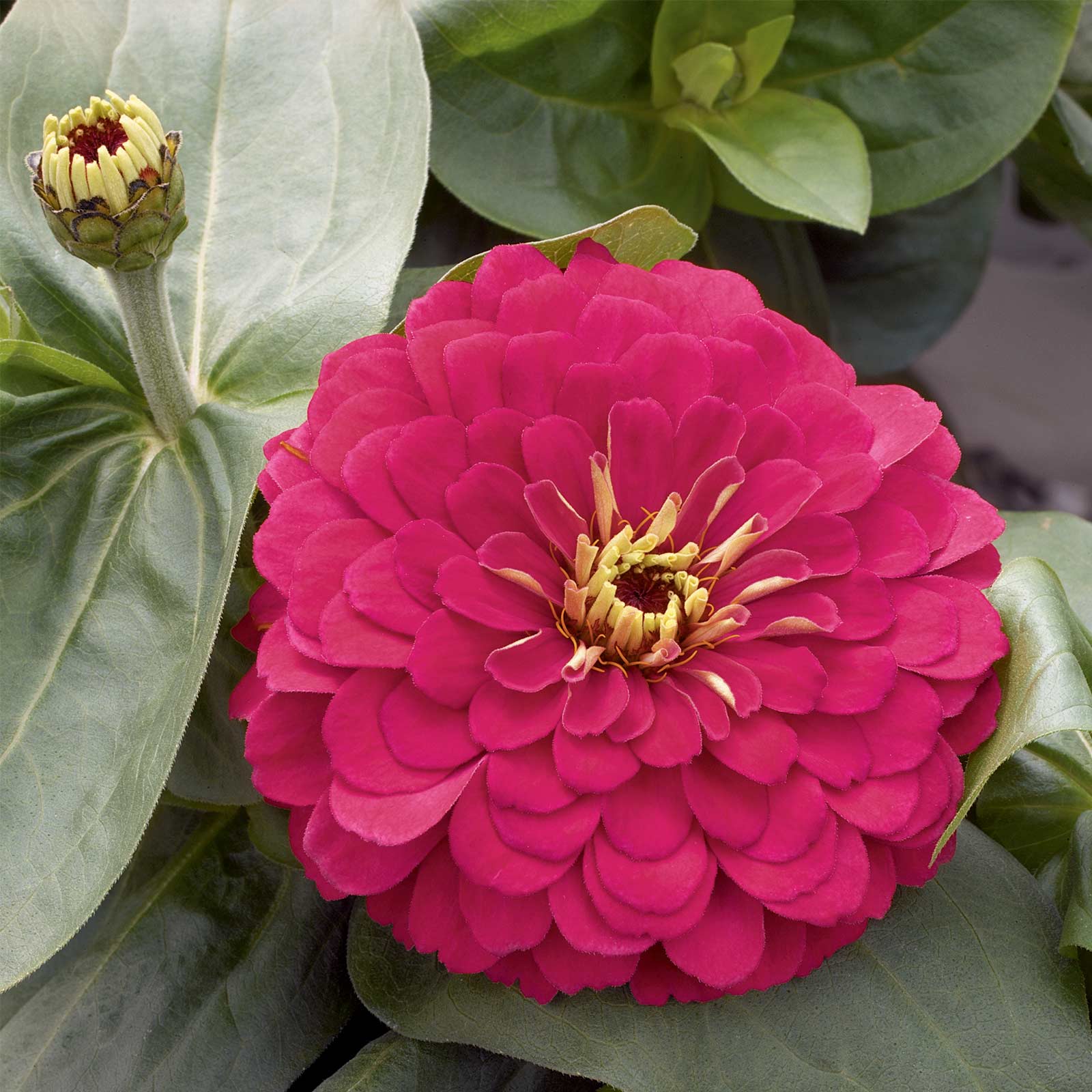 Zinnia - Magellan Series - Cherry - Packet of 10 Seeds - Annual Flower Garden - Buy Non-GMO Zinnia elegans Farm & Gardening Seed