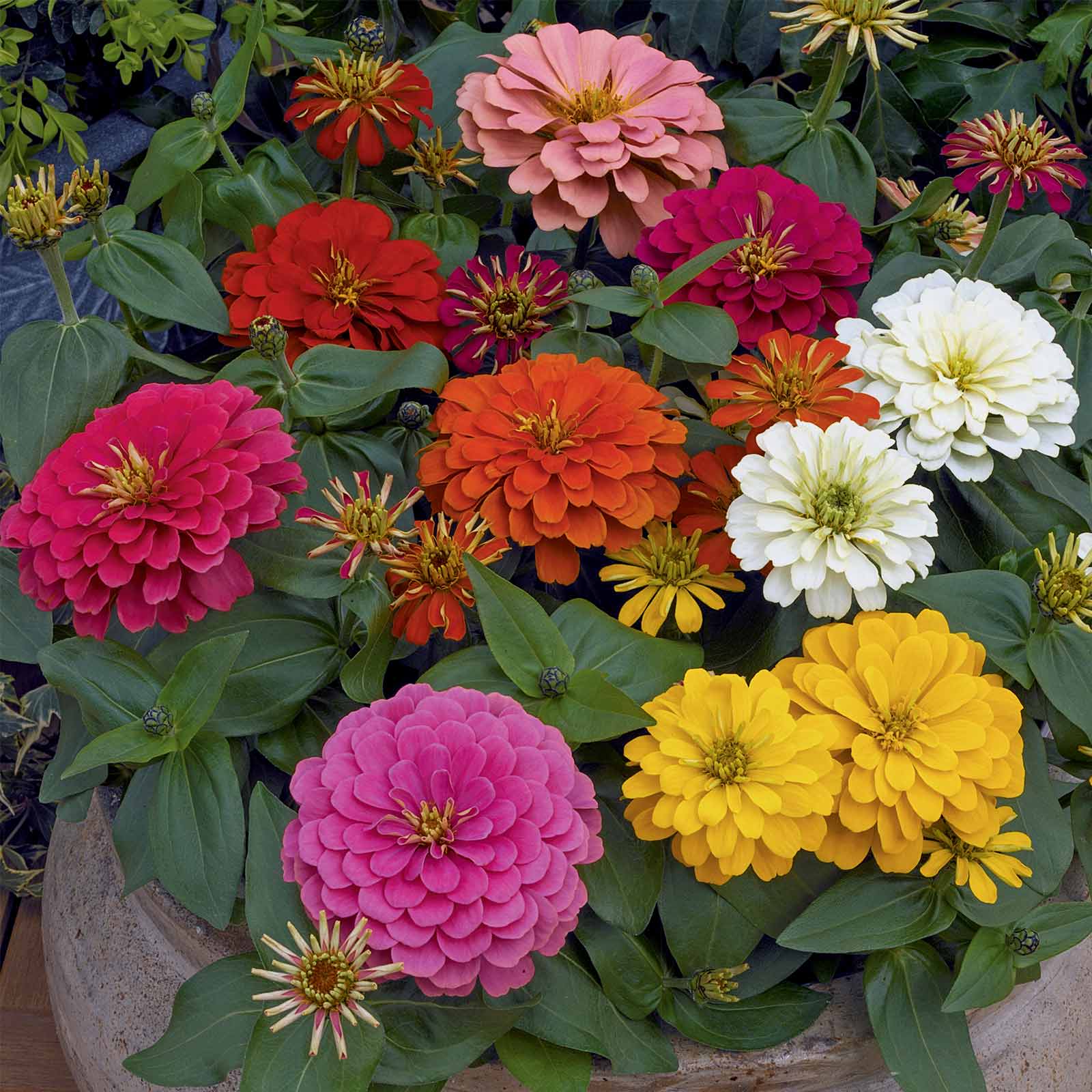 Zinnia - Magellan Series - Color Mix - Packet of 10 Seeds - Annual Flower Garden - Buy Non-GMO Zinnia elegans Farm & Gardening S