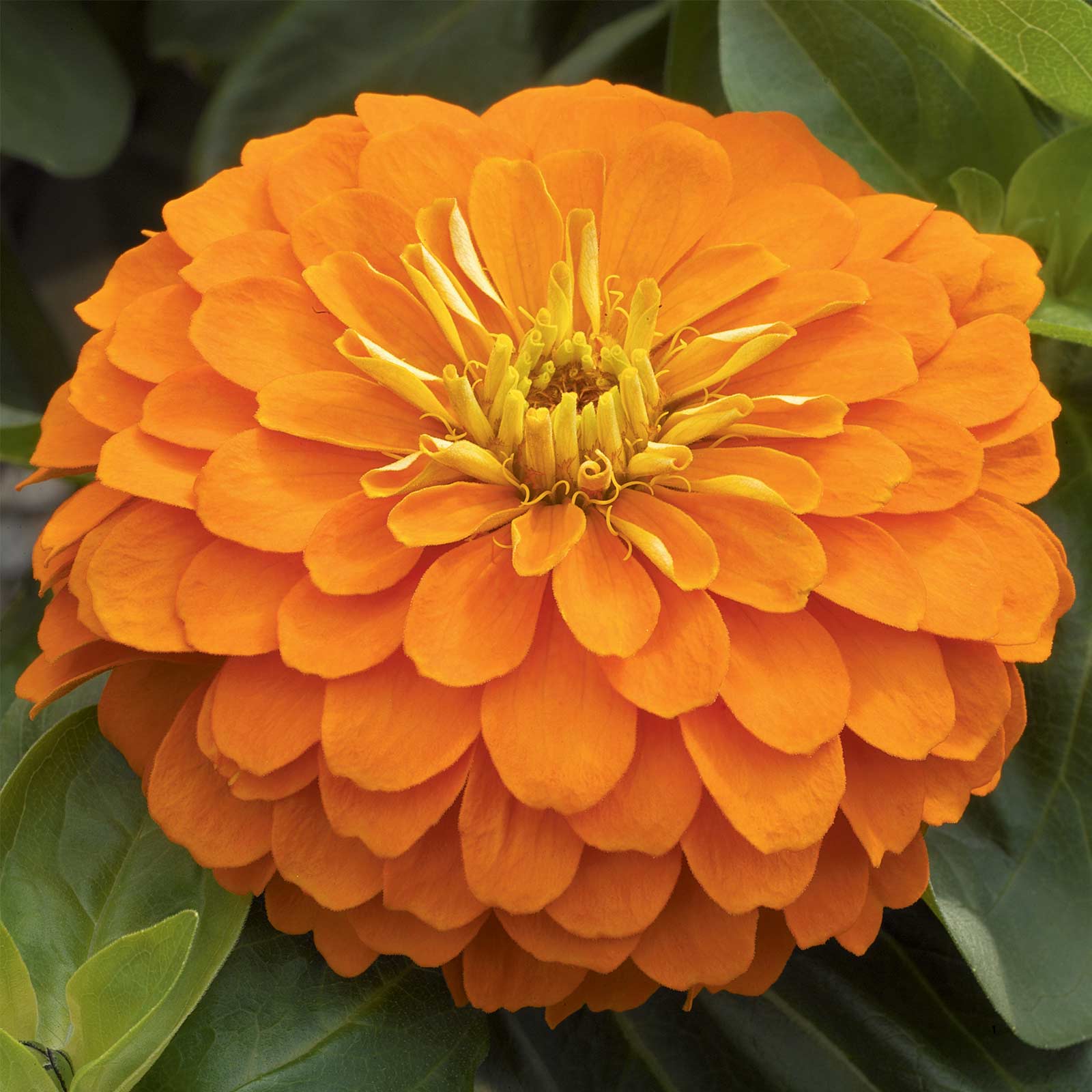 Zinnia - Magellan Series - Orange - Packet of 10 Seeds - Annual Flower Garden - Buy Non-GMO Zinnia elegans Farm & Gardening Seed