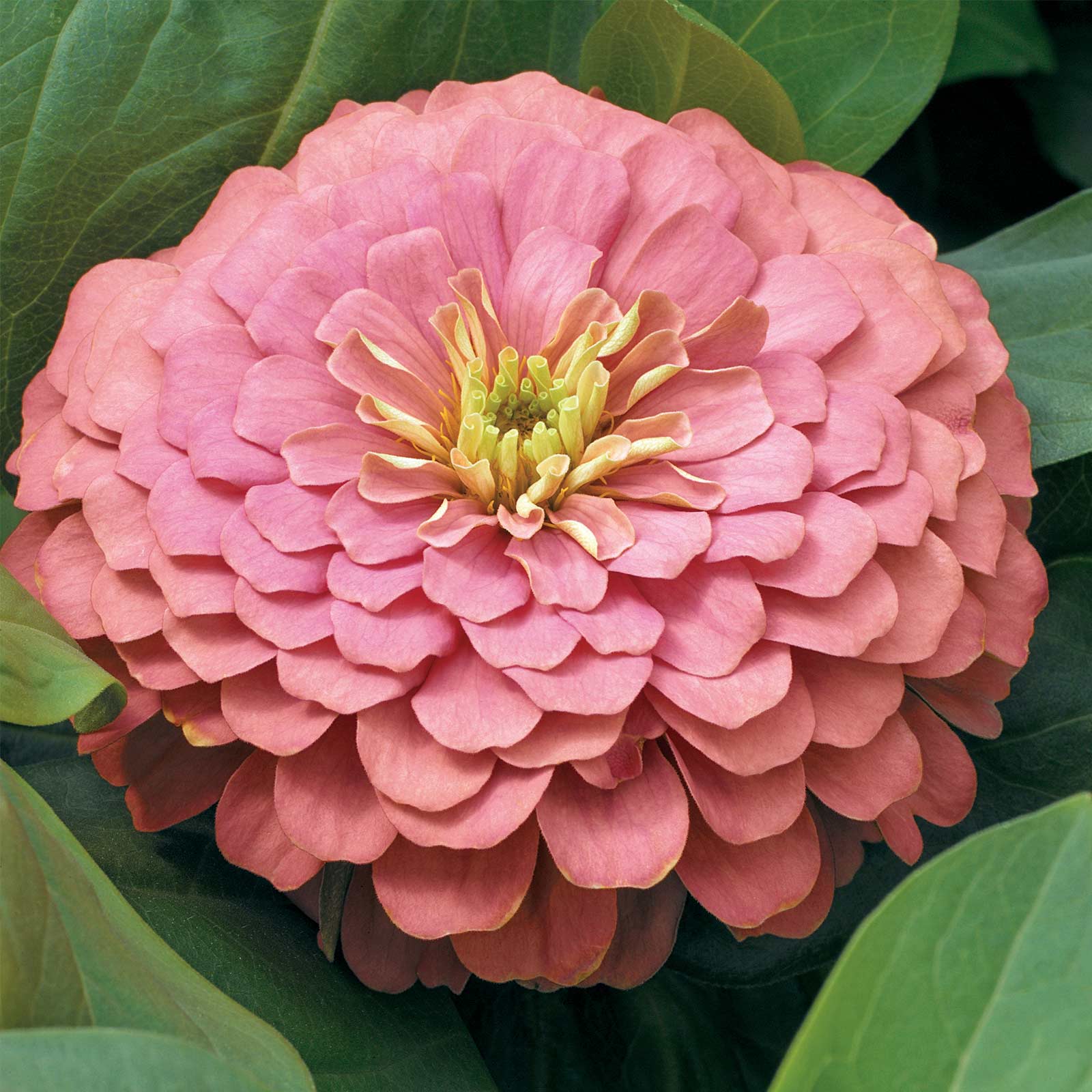 Zinnia - Magellan Series - Salmon - Packet of 10 Seeds - Annual Flower Garden - Buy Non-GMO Zinnia elegans Farm & Gardening Seed