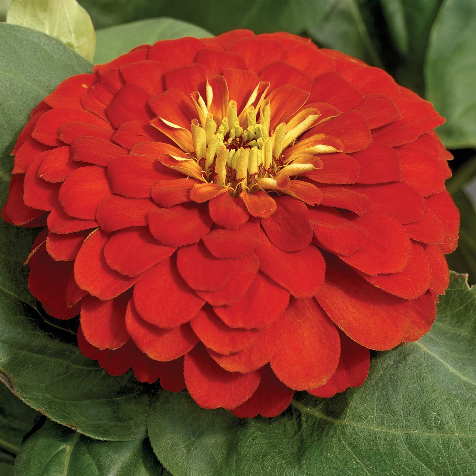 Zinnia - Magellan Series - Scarlet - Packet of 10 Seeds - Annual Flower Garden - Buy Non-GMO Zinnia elegans Farm & Gardening See