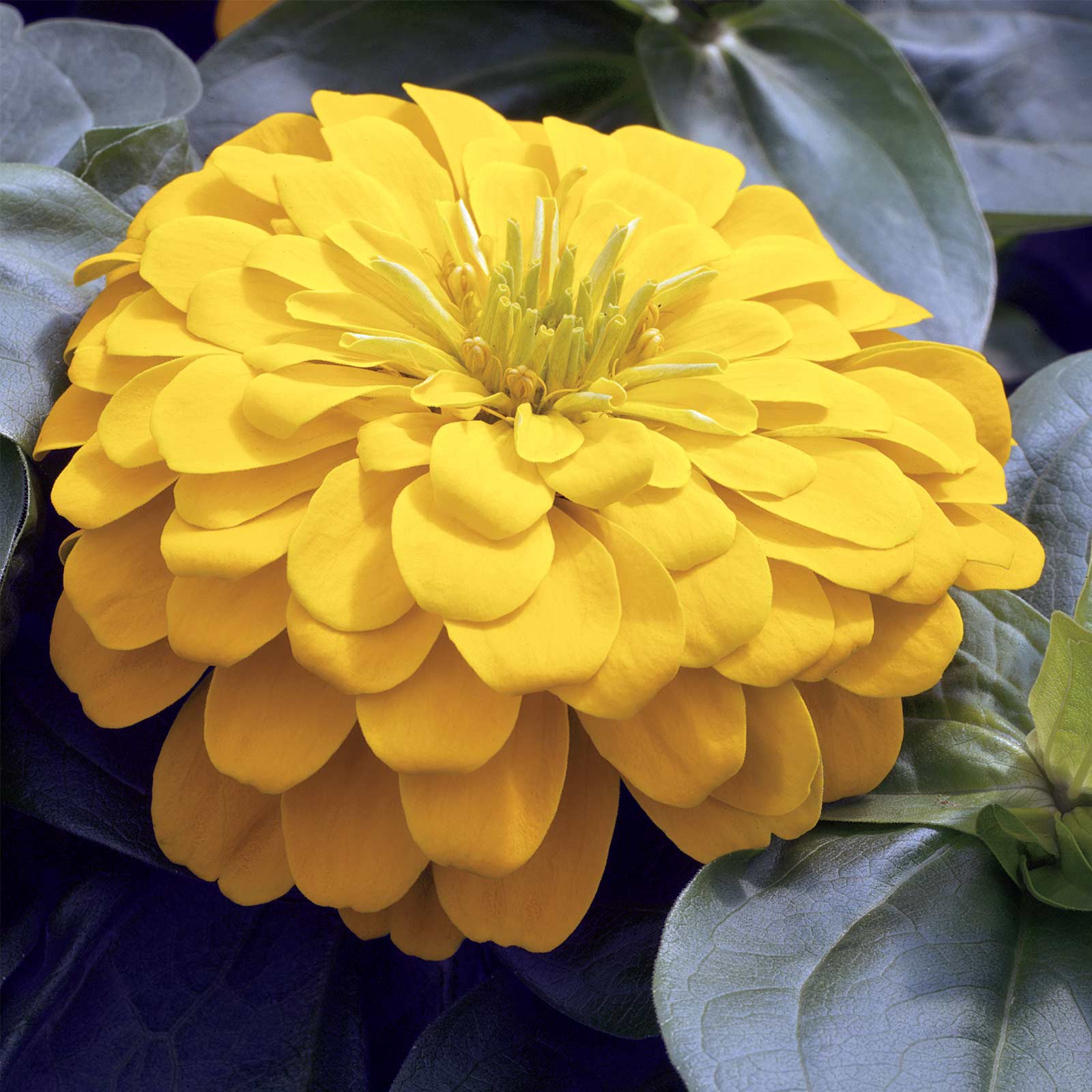 Zinnia - Magellan Series - Yellow - Packet of 10 Seeds - Annual Flower Garden - Buy Non-GMO Zinnia elegans Farm & Gardening Seed