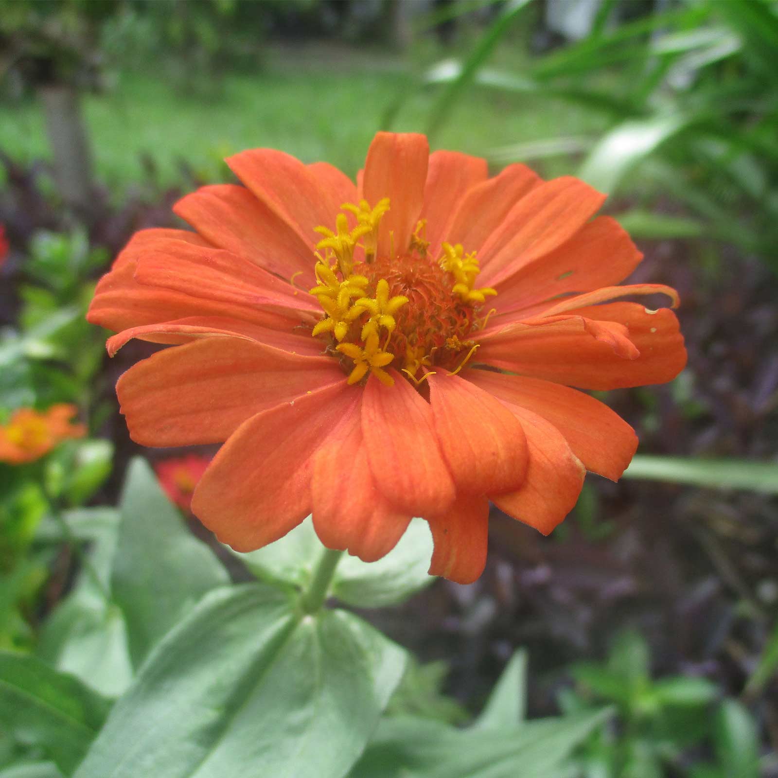 Zinnia - Profusion Series - Deep Apricot - Packet of 10 Seeds - Flower Garden - Buy Zinnia elegans x angustifolia Farm & Gardeni