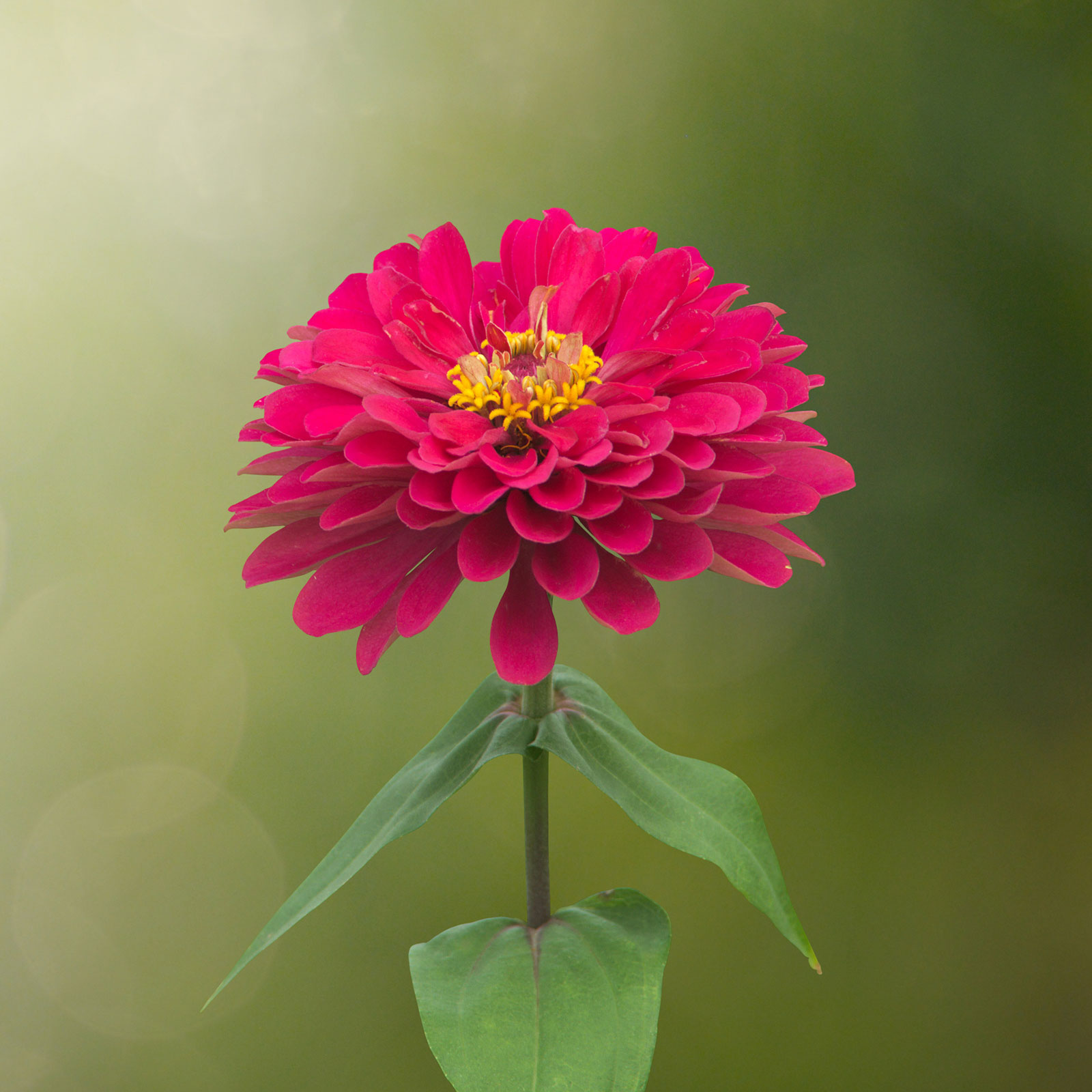 Seeds: Zinnia Flower Garden -Profusion Series -Double Cherry -500 Seed - Buy Zinnia elegans x angustifolia Farm & Gardening Seed