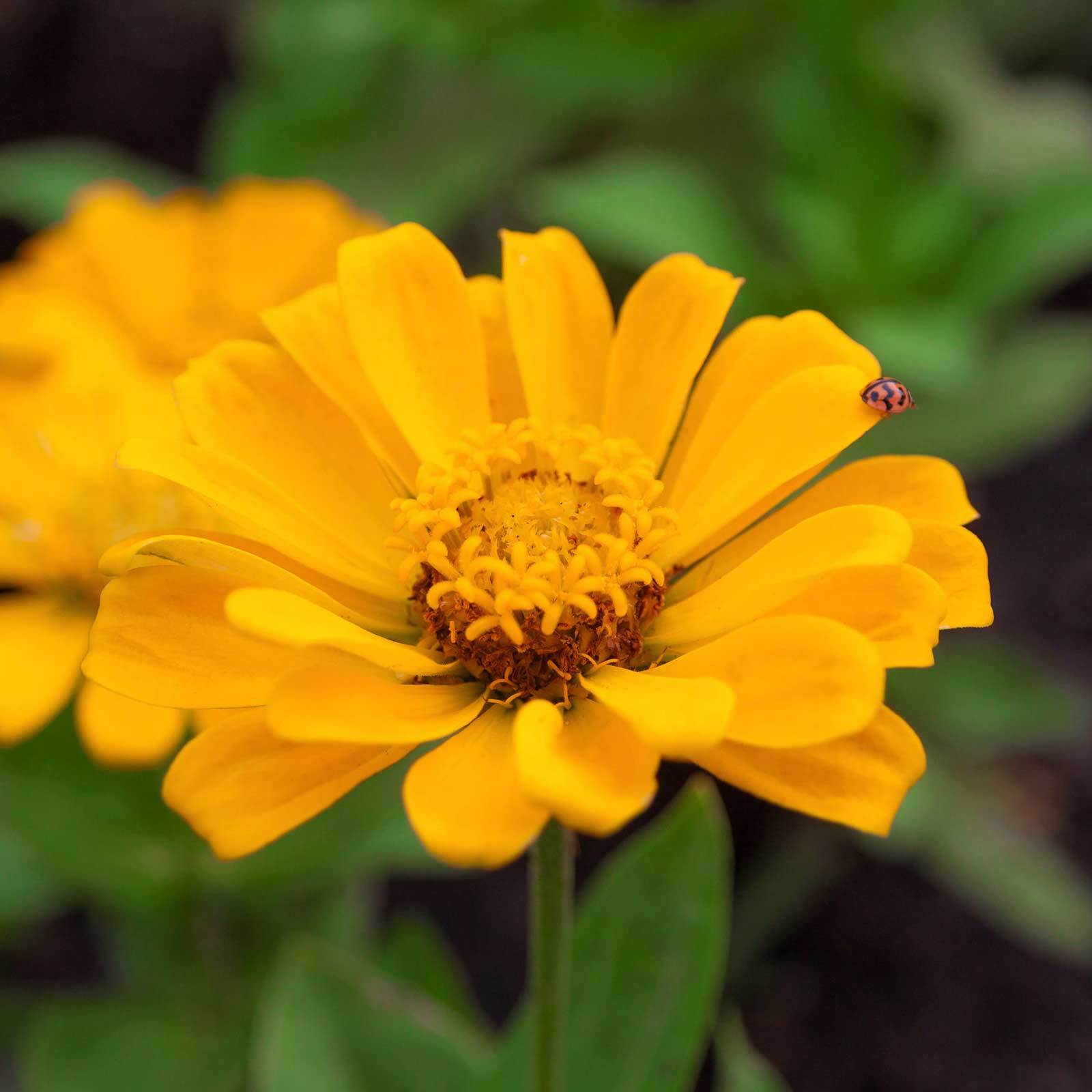 Zinnia - Profusion Series - Double Gold - Packet of 10 Seeds - Flower Garden - Buy Non-GMO Zinnia elegans x angustifolia Farm & 
