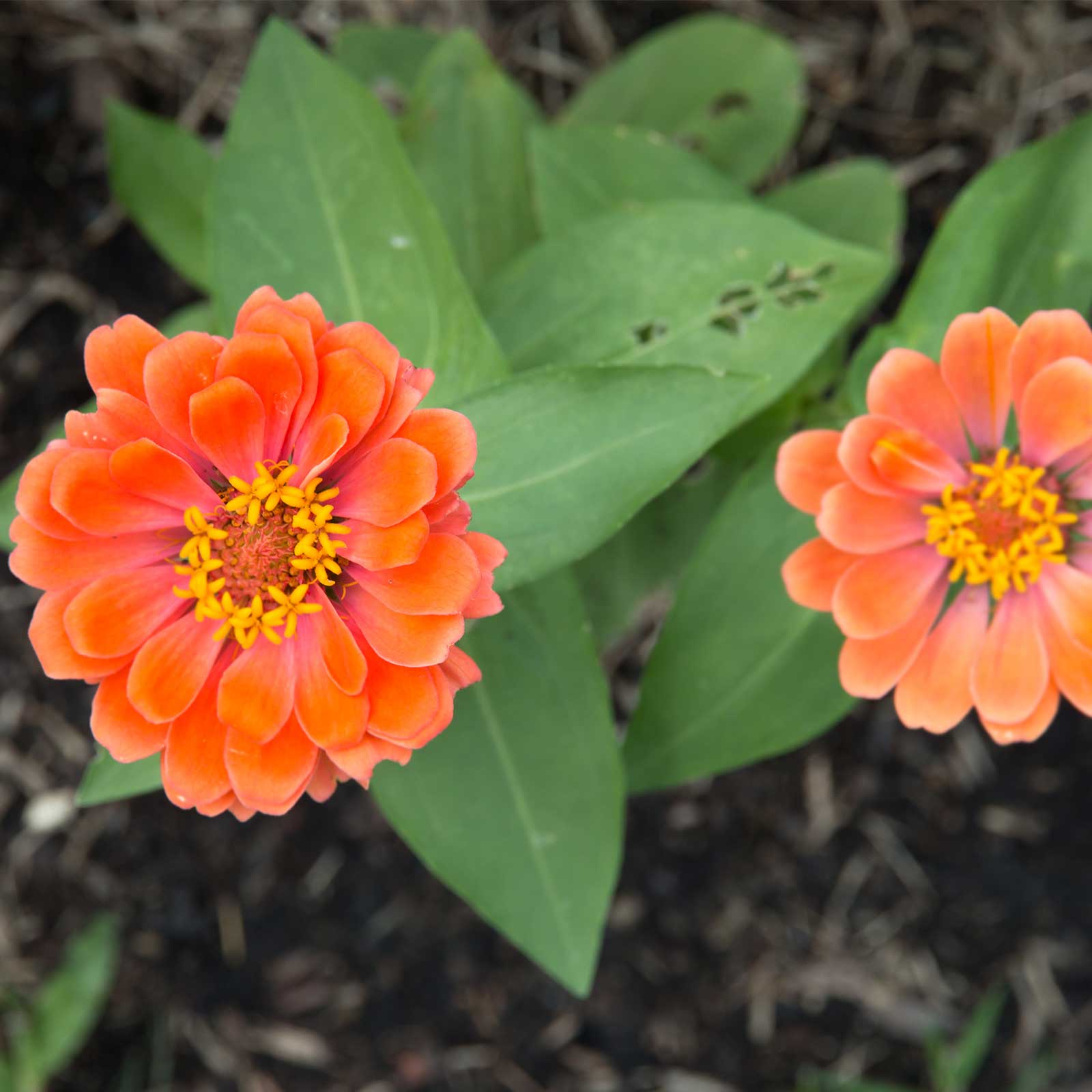 Zinnia - Profusion Series - Double Salmon Deep - Packet of 10 Seeds - Flower Garden - Buy Zinnia elegans x angustifolia Farm & G