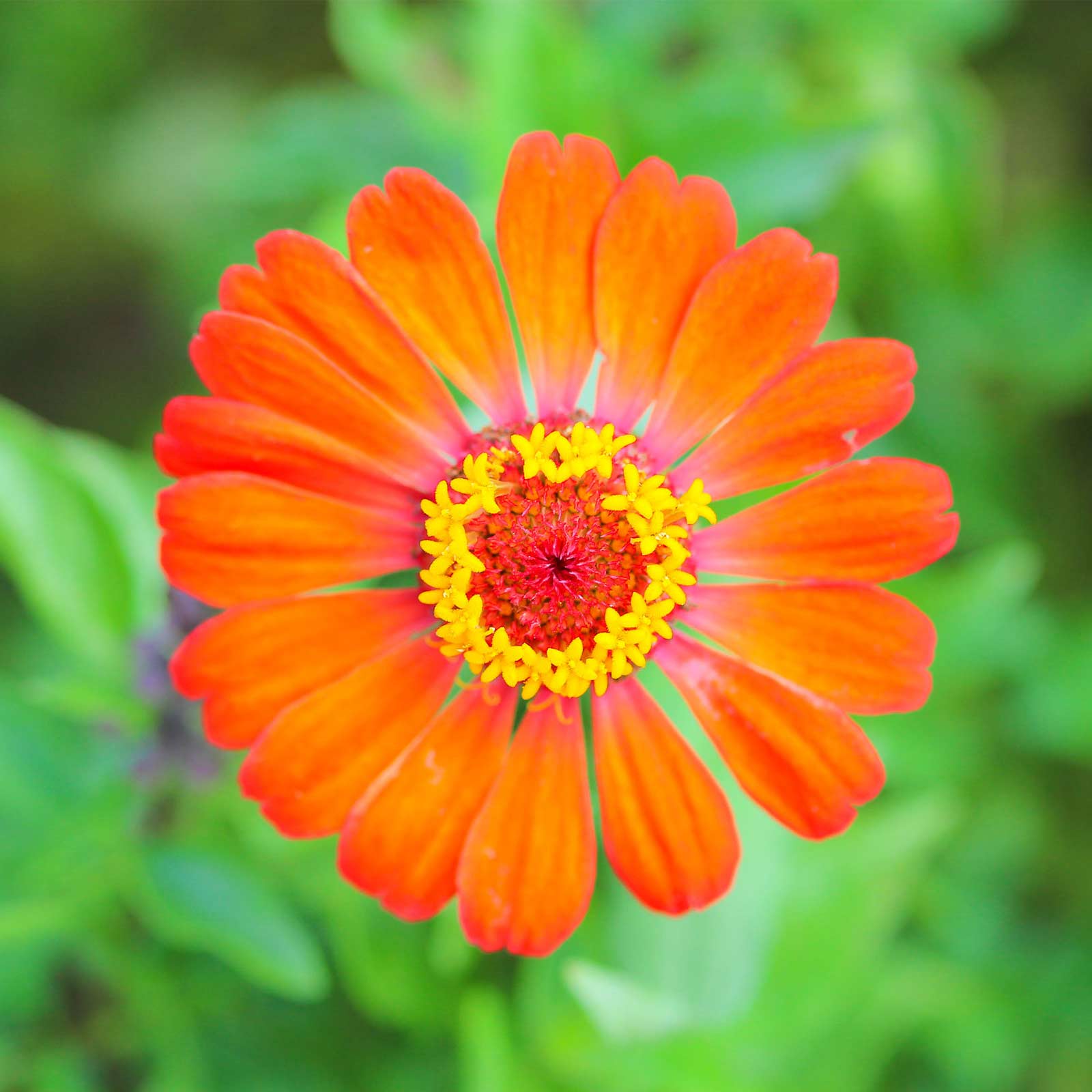 Zinnia - Profusion Series - Fire - Packet of 10 Seeds - Hybrid - Flower Garden - Buy Non-GMO Zinnia elegans x angustifolia Farm 