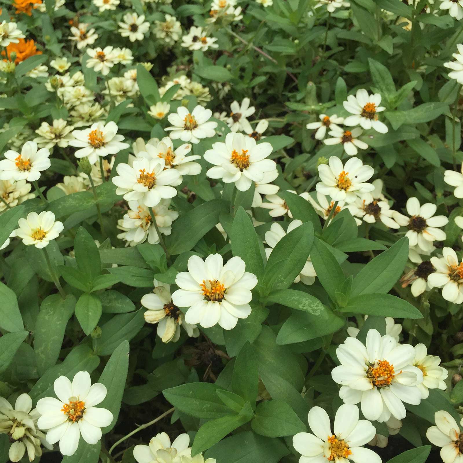 Zinnia - Profusion Series - White - Packet of 10 Seeds - Hybrid - Flower Garden - Buy Zinnia elegans x angustifolia Farm & Garde