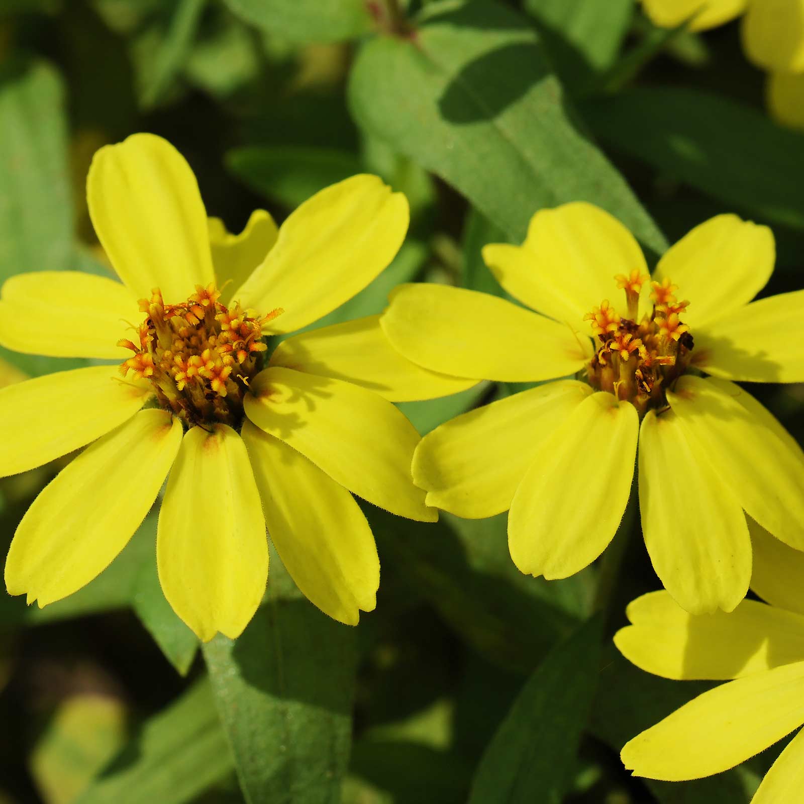 Zinnia - Profusion Series - Yellow - Packet of 10 Seeds - Hybrid - Flower Garden - Buy Zinnia elegans x angustifolia Farm & Gard