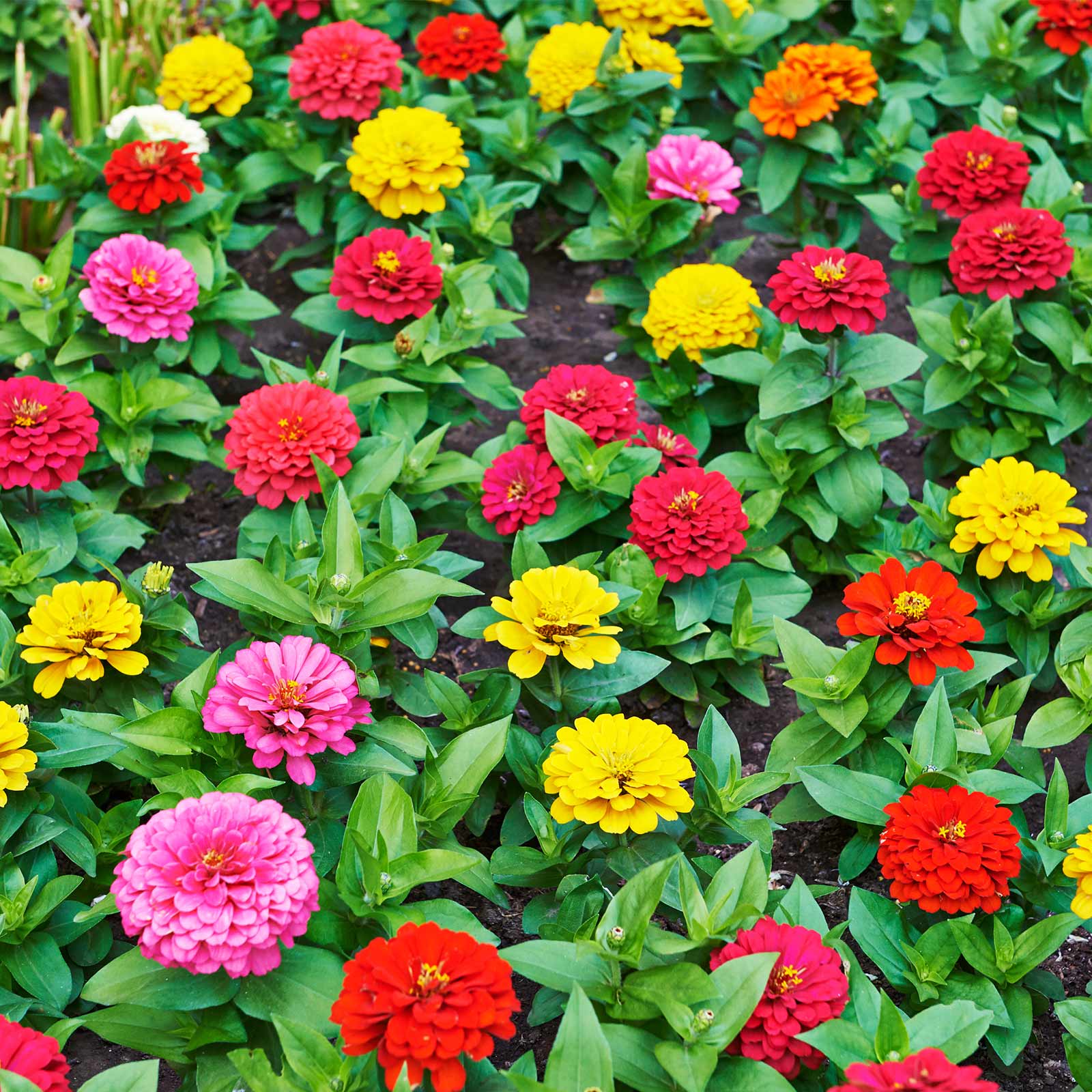 Seeds: Zinnia Flower Garden - Thumbelina Mix - 1 Oz- Annual Gardening - Buy Non-GMO Zinnia elegans Farm & Gardening Seeds Online