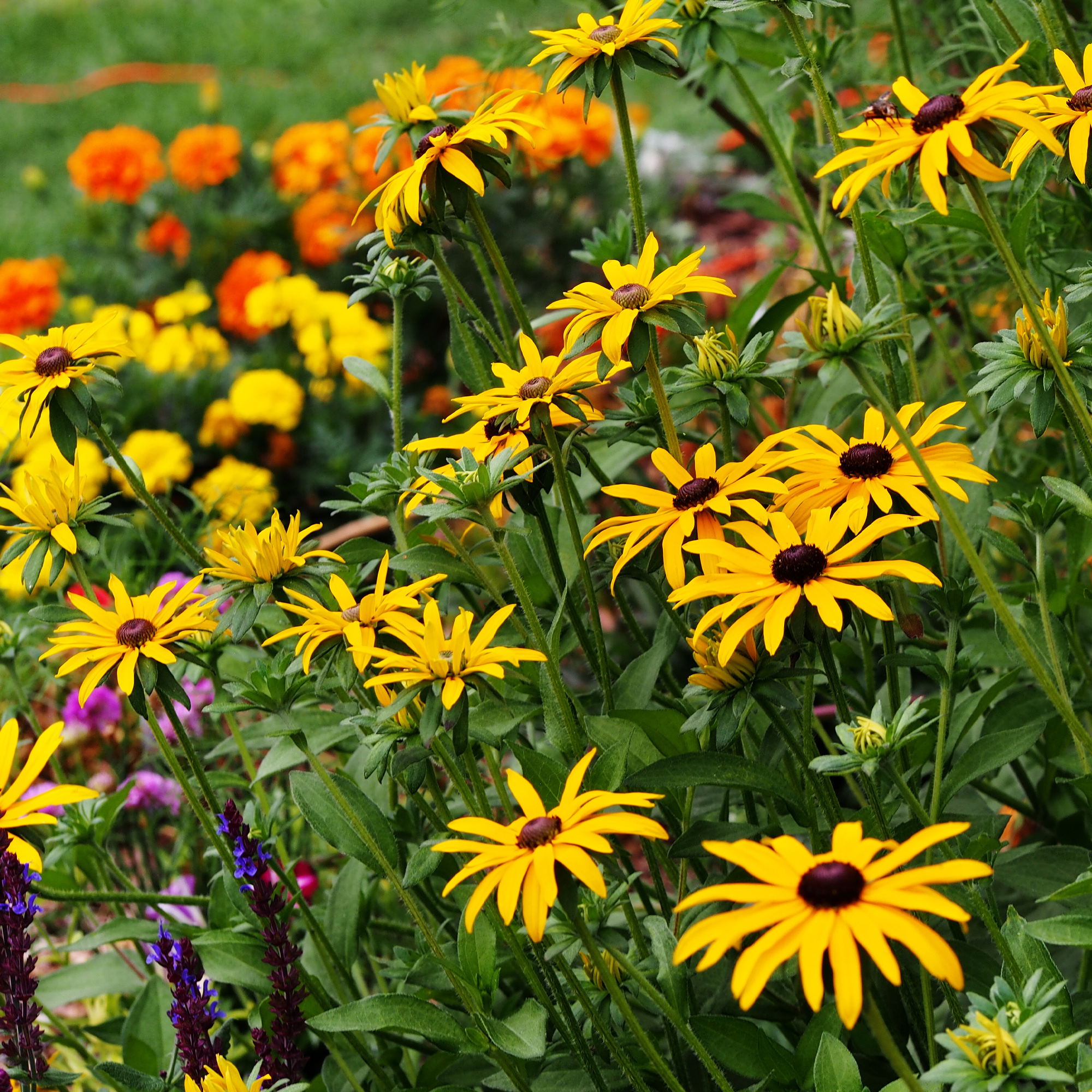 All Perennial Flower & Wildflower Seed Mix - 7 g - Covers ~50 Sq. Ft.