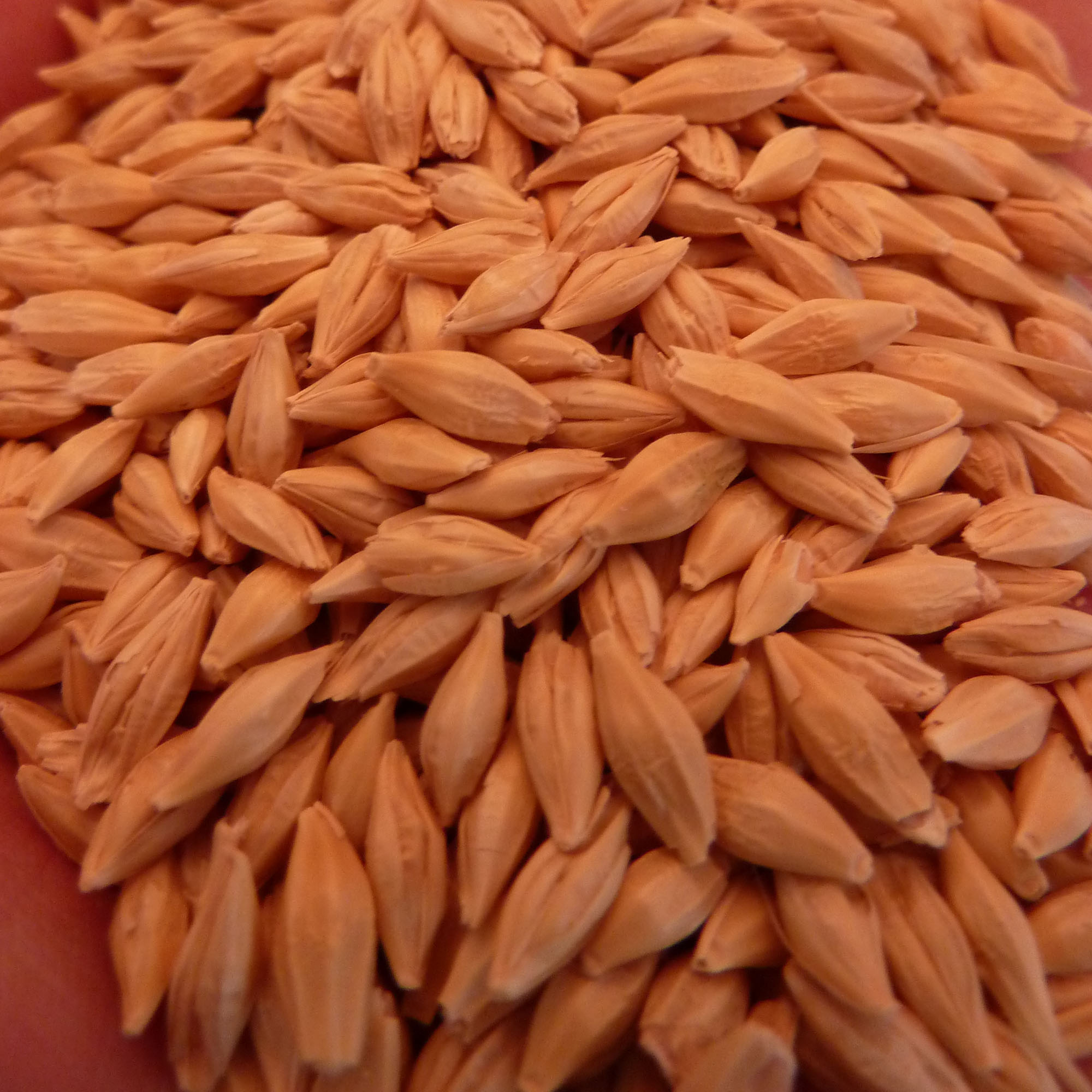 Common Grain Barley 25 LB Bulk ~200,000 Seeds - Open Pollinated Grain - Buy Non-GMO Hordeum vulgare Farm & Gardening Seeds Onlin