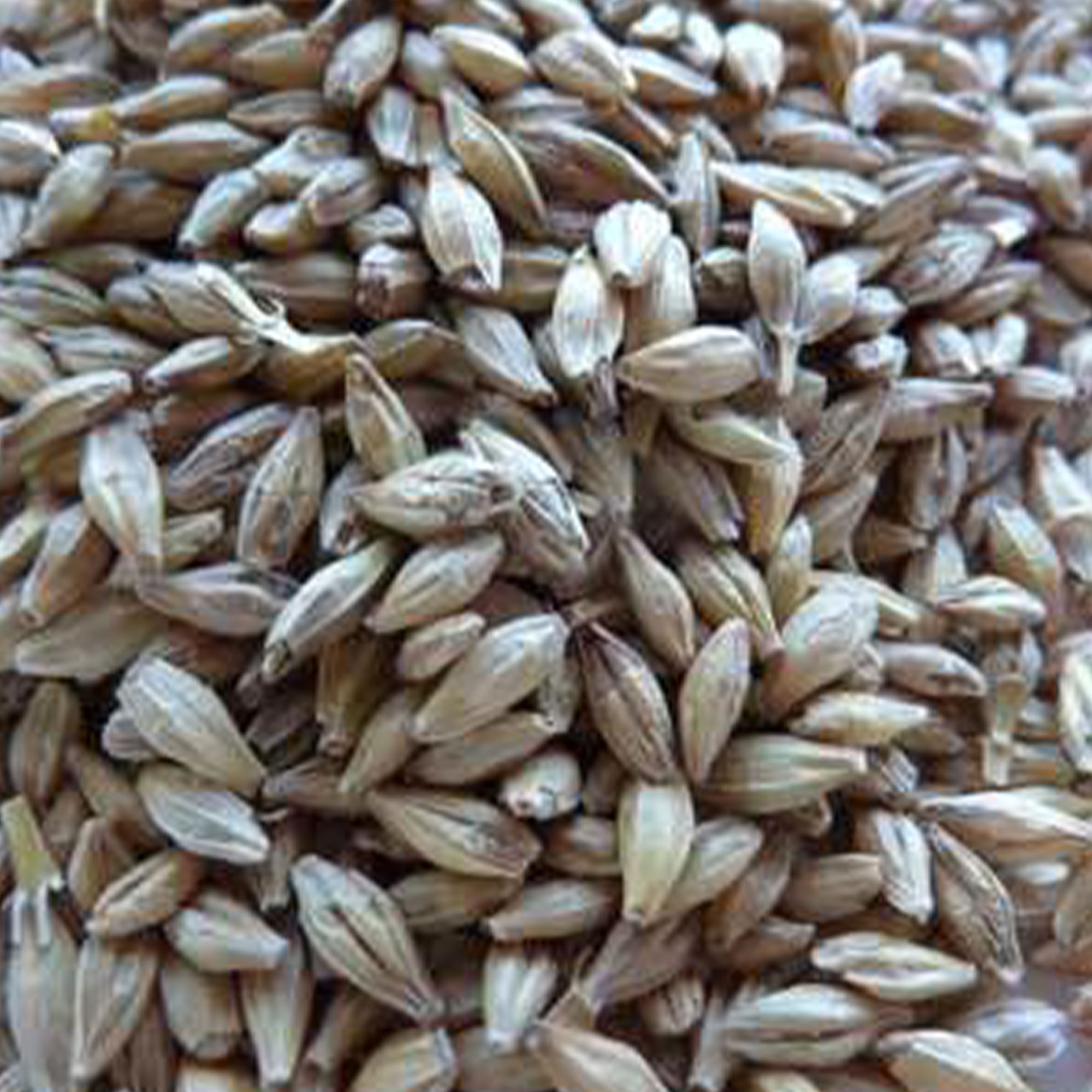 Robust Barley Seeds - 1 OZ ~500 Seeds - Non-GMO, Open Pollinated - Buy Non-GMO Hordeum vulgare Farm & Gardening Seeds Online