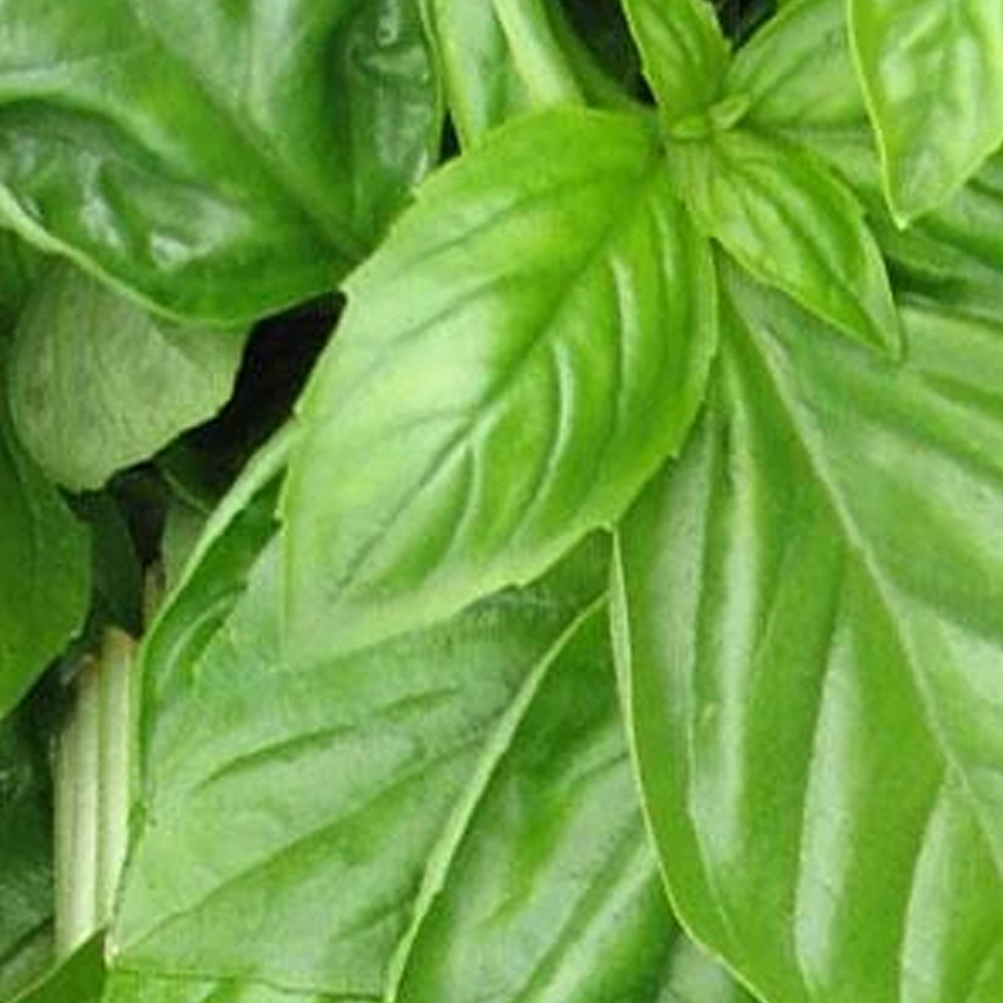 Organic Basil, Genovese - 1 OZ ~16,000 Seeds - Culinary Herb Gardening - Buy Non-GMO Ocimum basilicum Farm & Gardening Seeds Onl