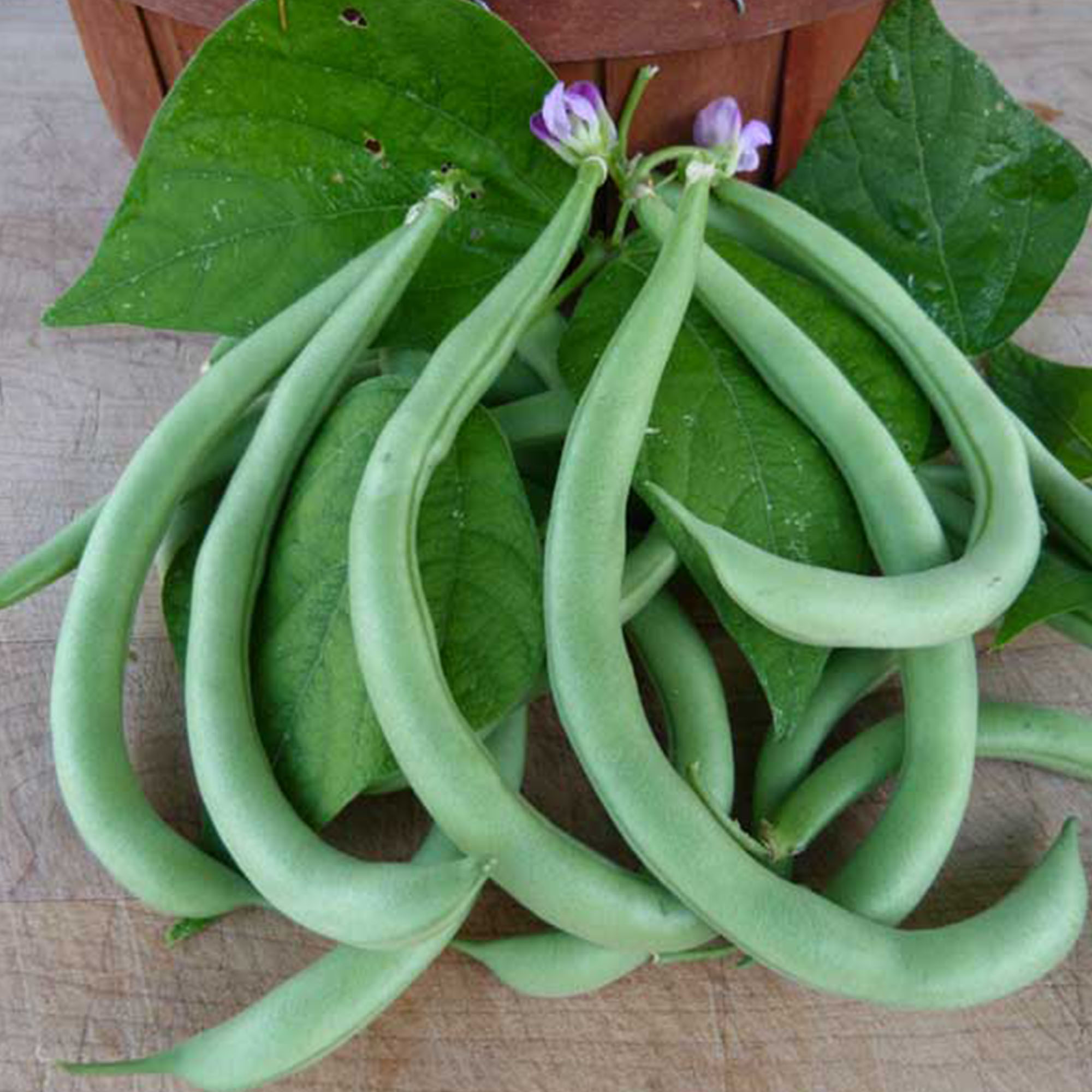 Organic Contender Bush Bean Seeds - 5 LB Bulk ~4,600 Seeds - Non-GMO - Buy Non-GMO Phaseolus vulgaris Farm & Gardening Seeds Onl
