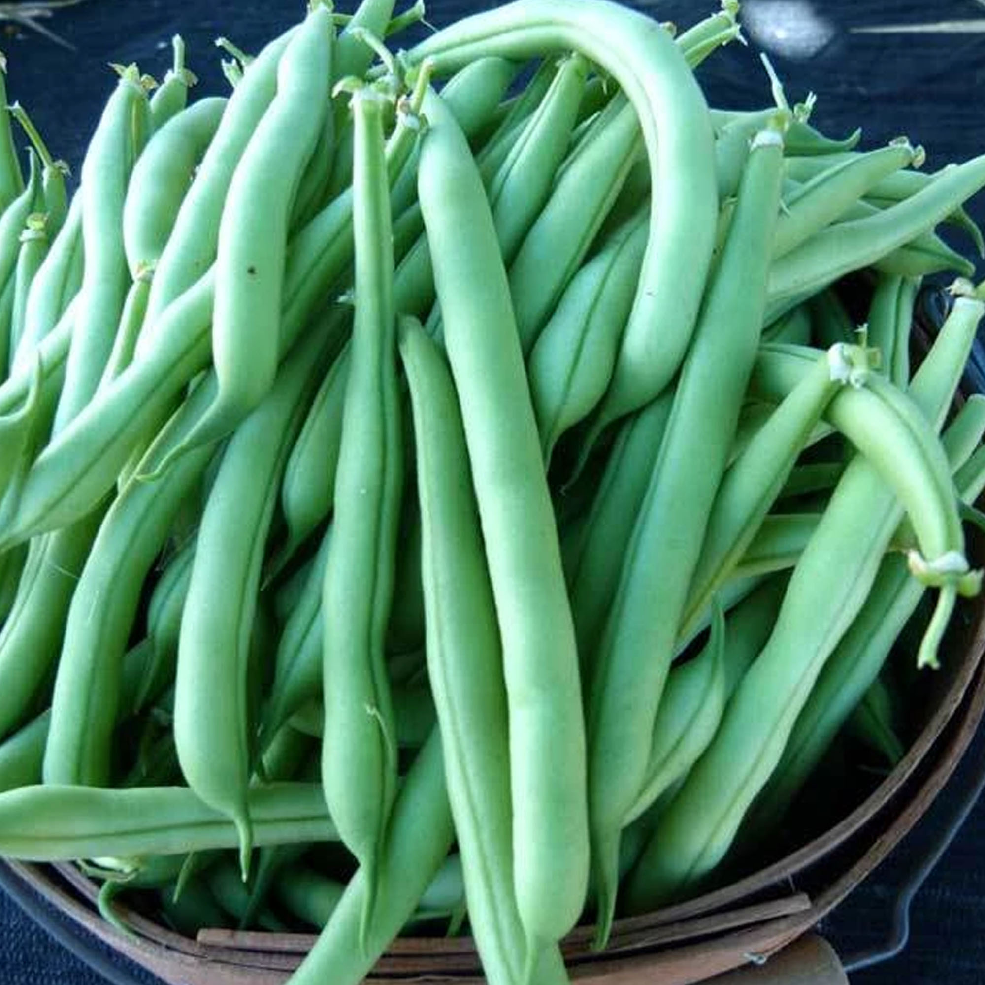 Organic Provider Bush Bean Seeds - 5 LB ~8,000 -Non-GMO, Gardening - Buy Non-GMO Phaseolus vulgaris Farm & Gardening Seeds Onlin